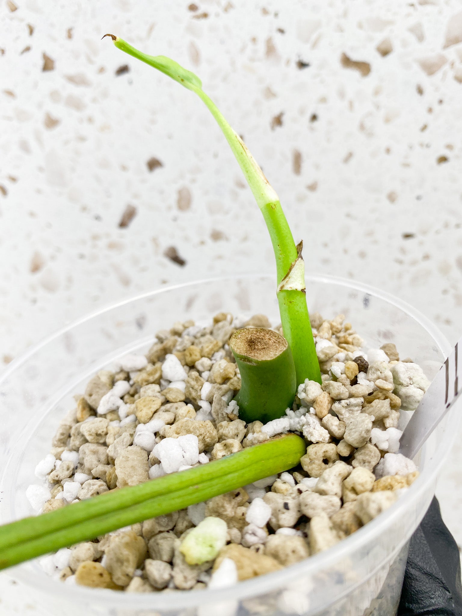 Rhaphidophora sp. Flame 1 leaf 1 sprout