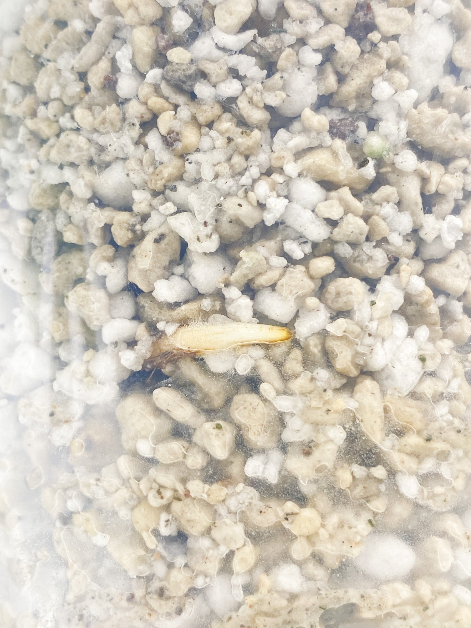Rhaphidophora sp. Flame 1 leaf 1 sprout