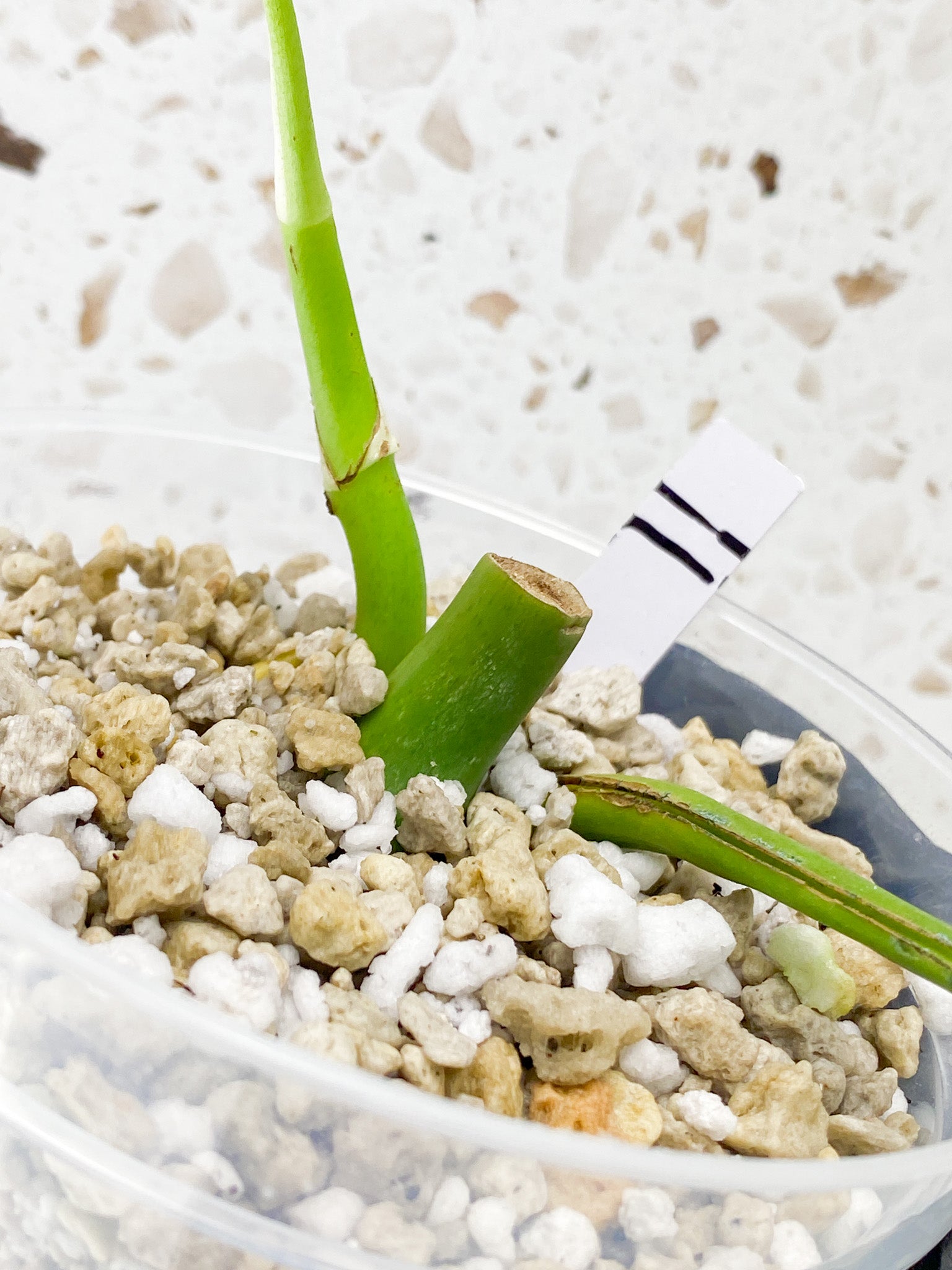 Rhaphidophora sp. Flame 1 leaf 1 sprout
