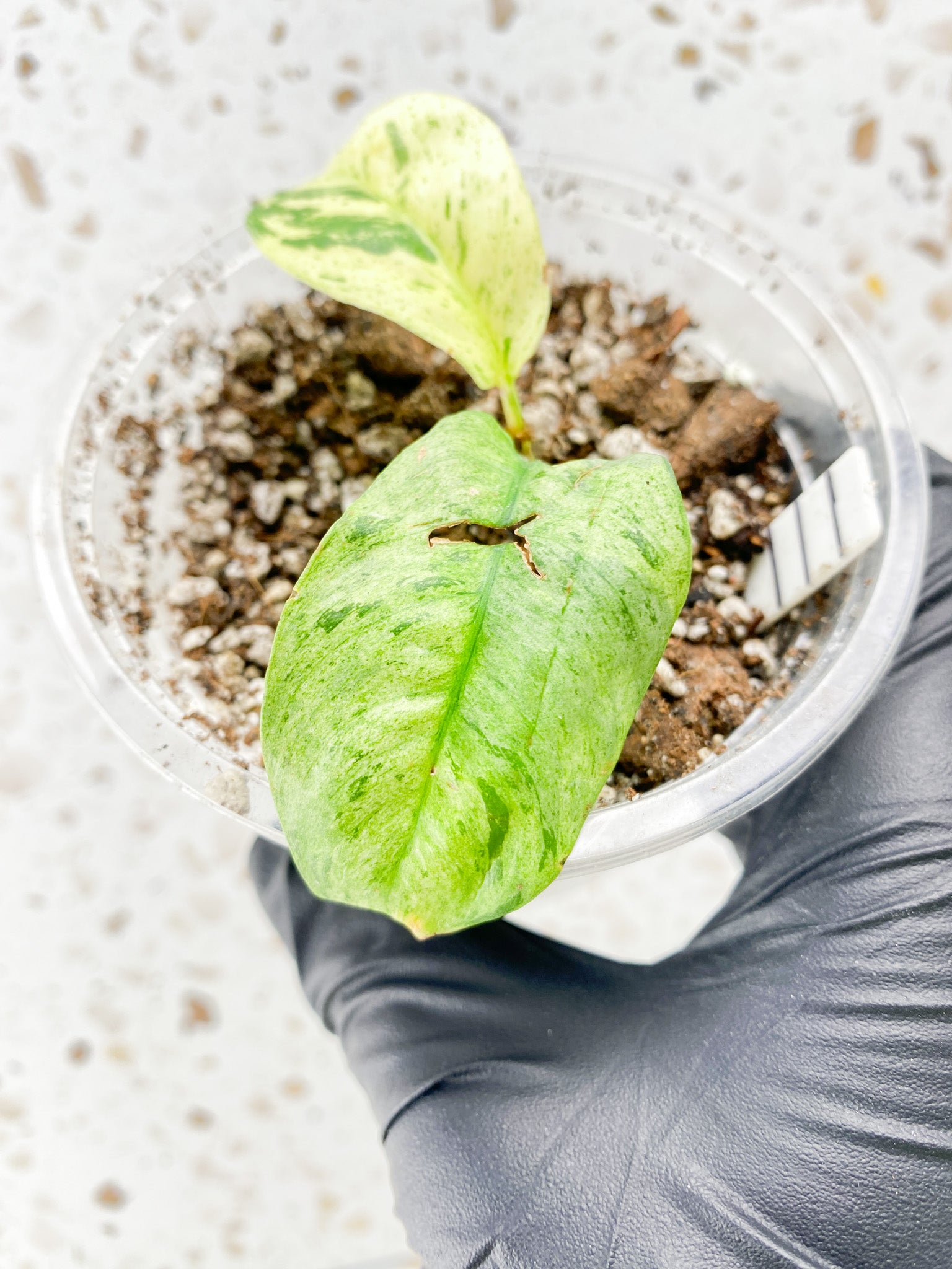 Rhaphidophora Puberula Variegated 2 leaves