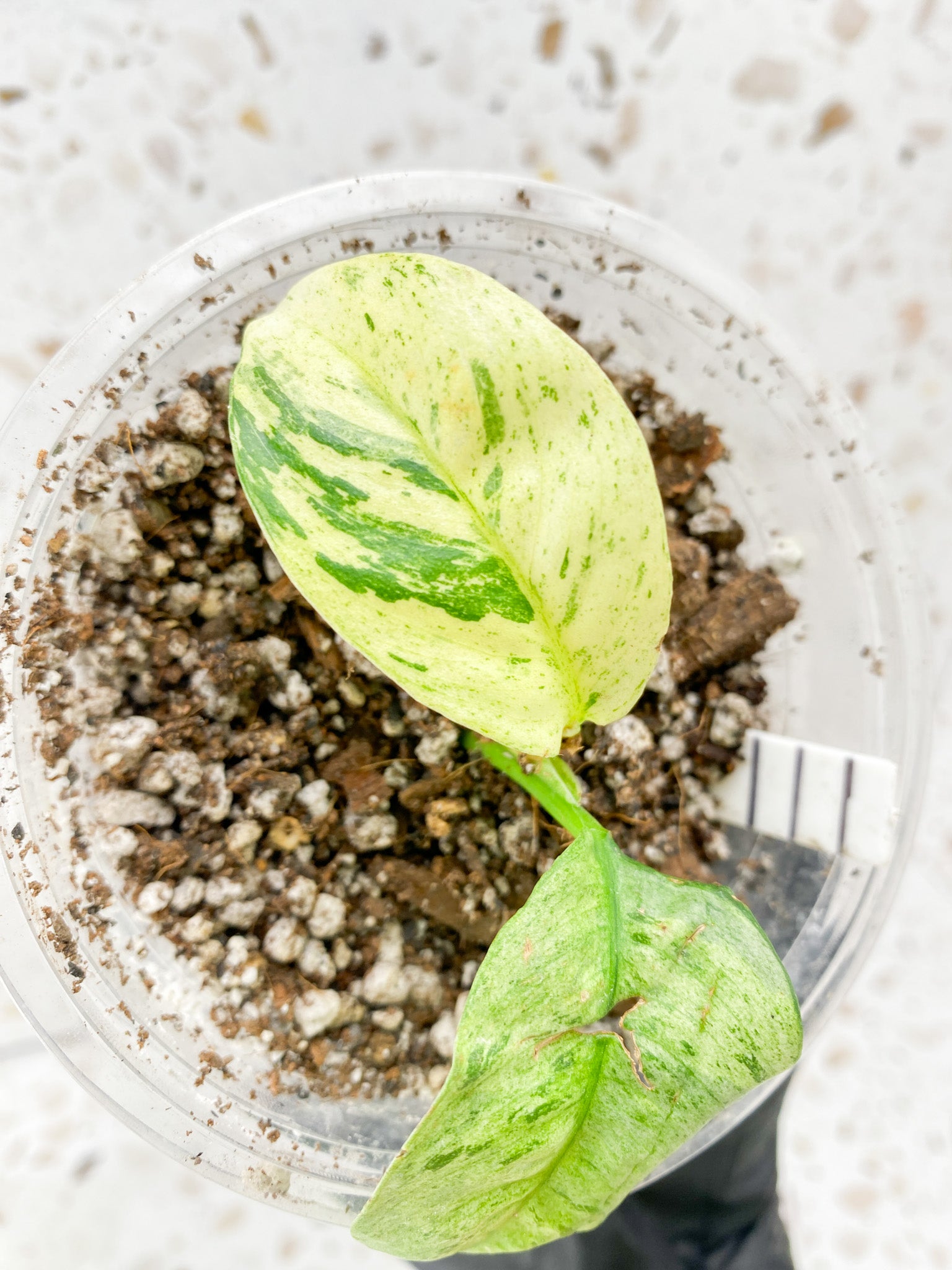 Rhaphidophora Puberula Variegated 2 leaves