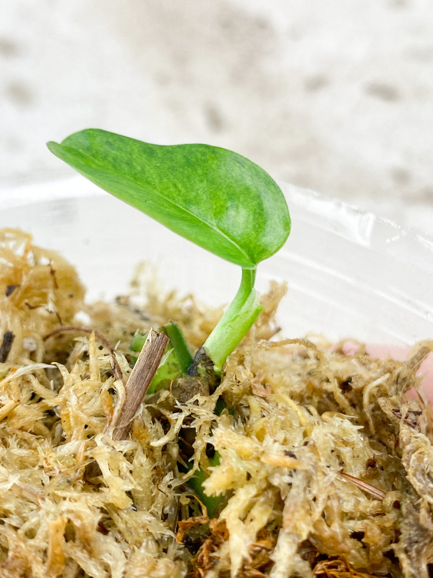 Epipremnum Pinnatum Mint 1 baby leaf (rooting)