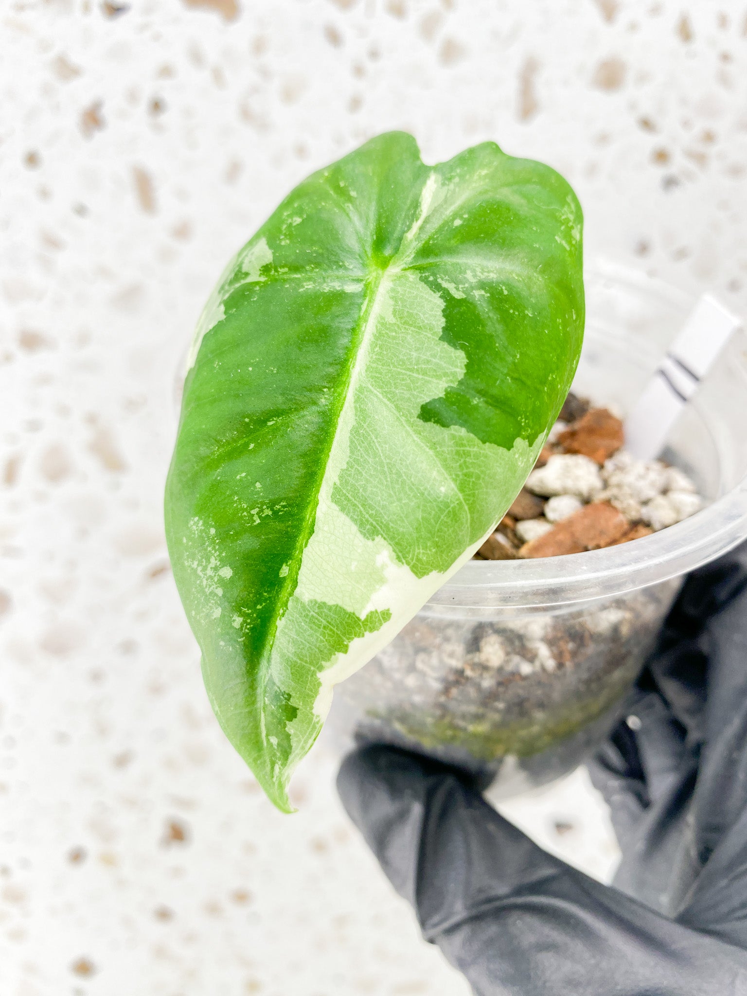 Alocasia Frydek Variegated 1 leaf