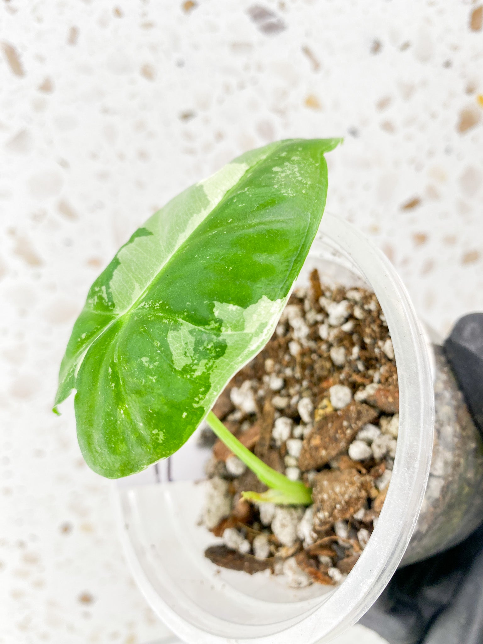 Alocasia Frydek Variegated 1 leaf