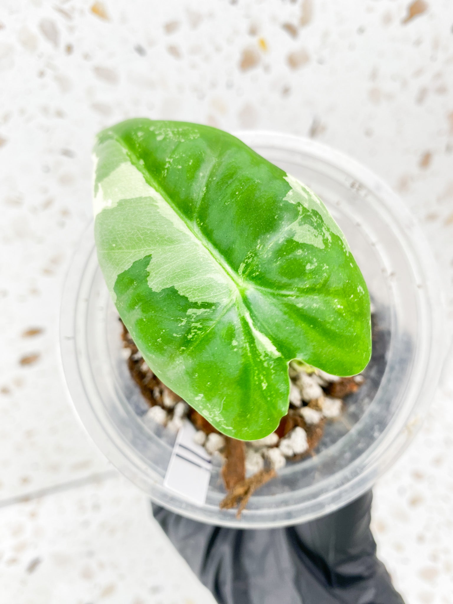 Alocasia Frydek Variegated 1 leaf