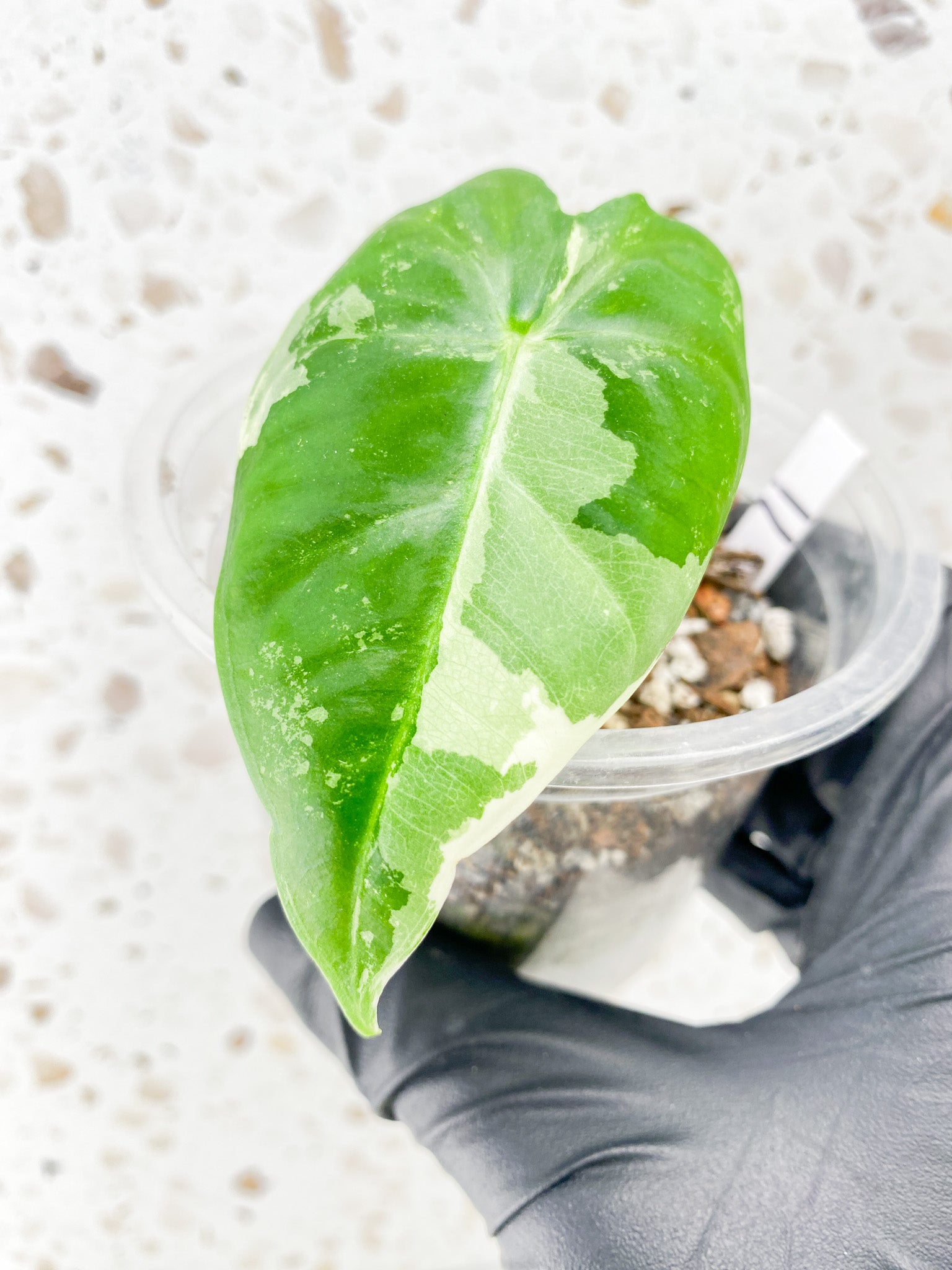 Alocasia Frydek Variegated 1 leaf