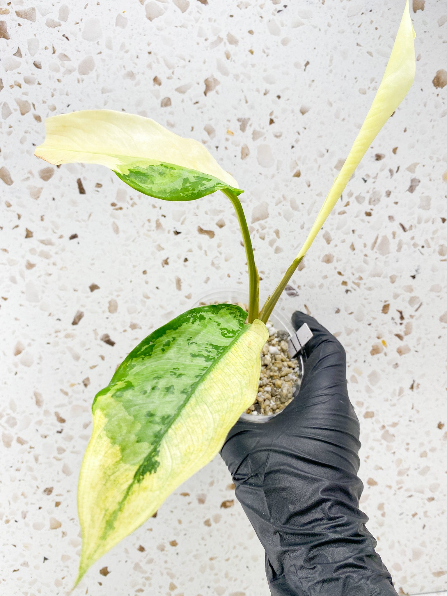 Aglaonema Manila Pride 2 leaves 1 unfurling high variegation