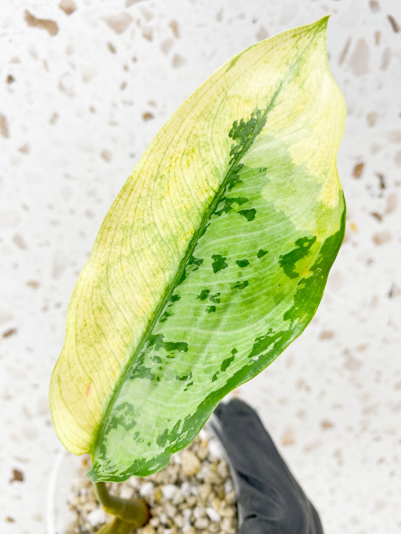 Aglaonema Manila Pride 2 leaves 1 unfurling high variegation