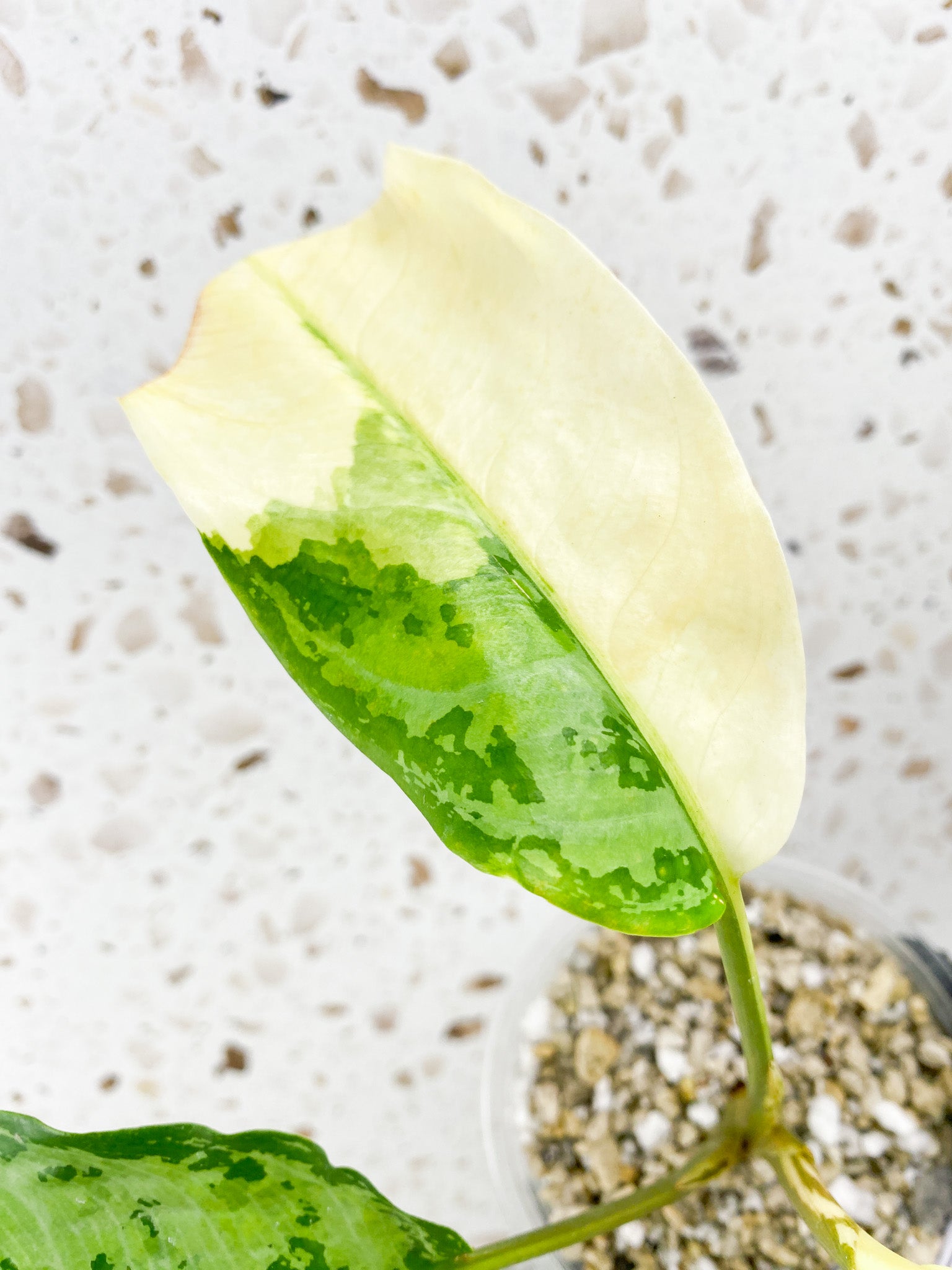 Aglaonema Manila Pride 2 leaves 1 unfurling high variegation