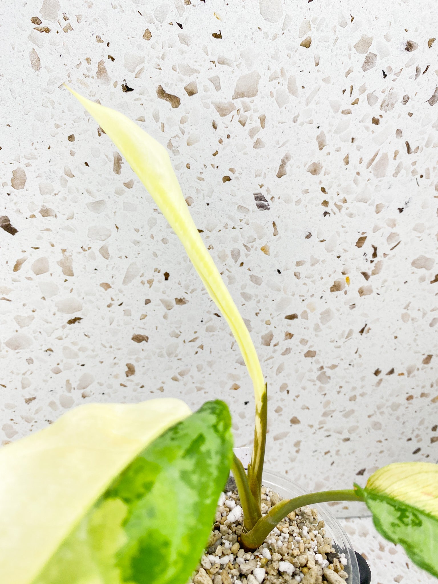 Aglaonema Manila Pride 2 leaves 1 unfurling high variegation