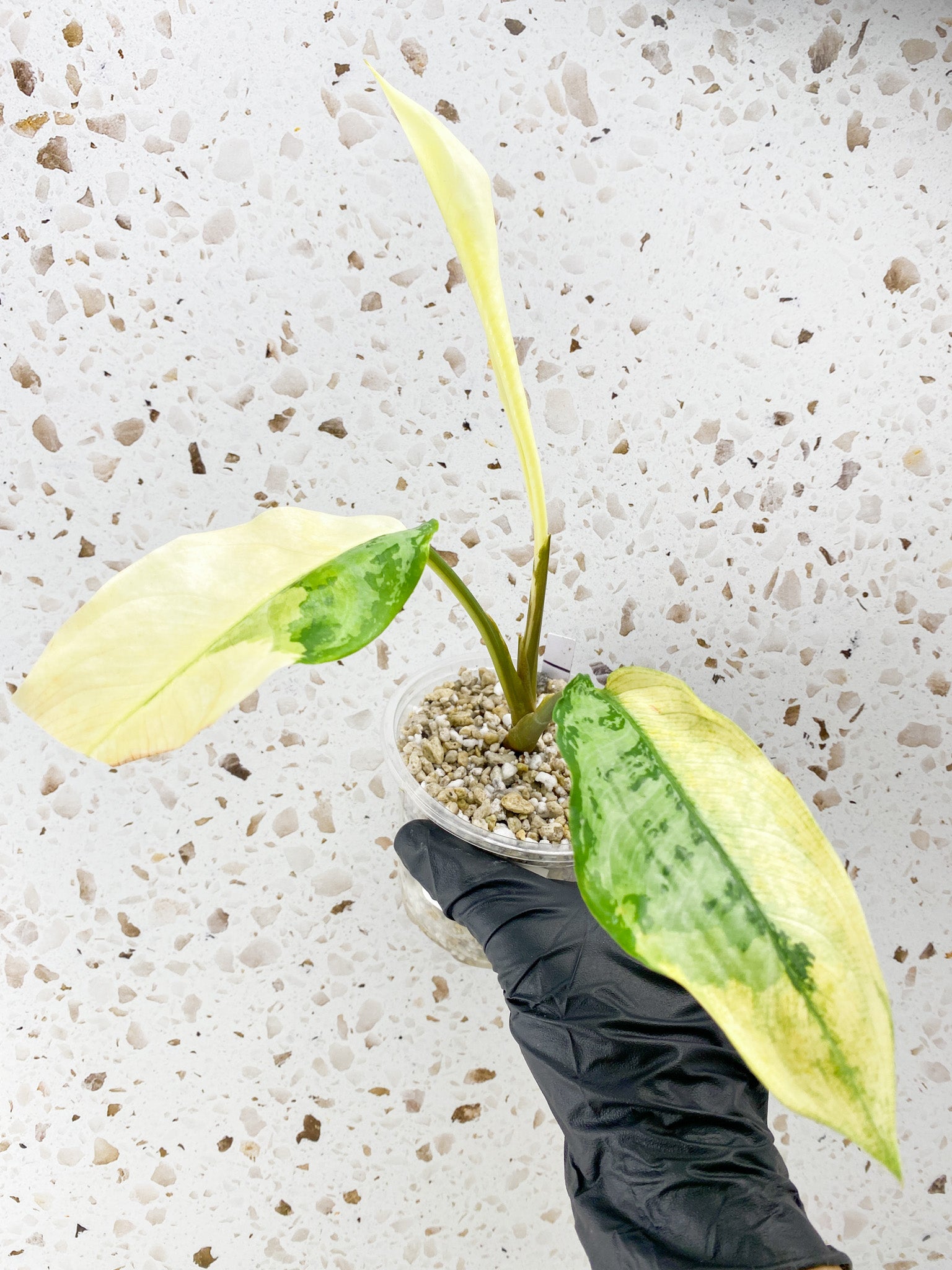 Aglaonema Manila Pride 2 leaves 1 unfurling high variegation