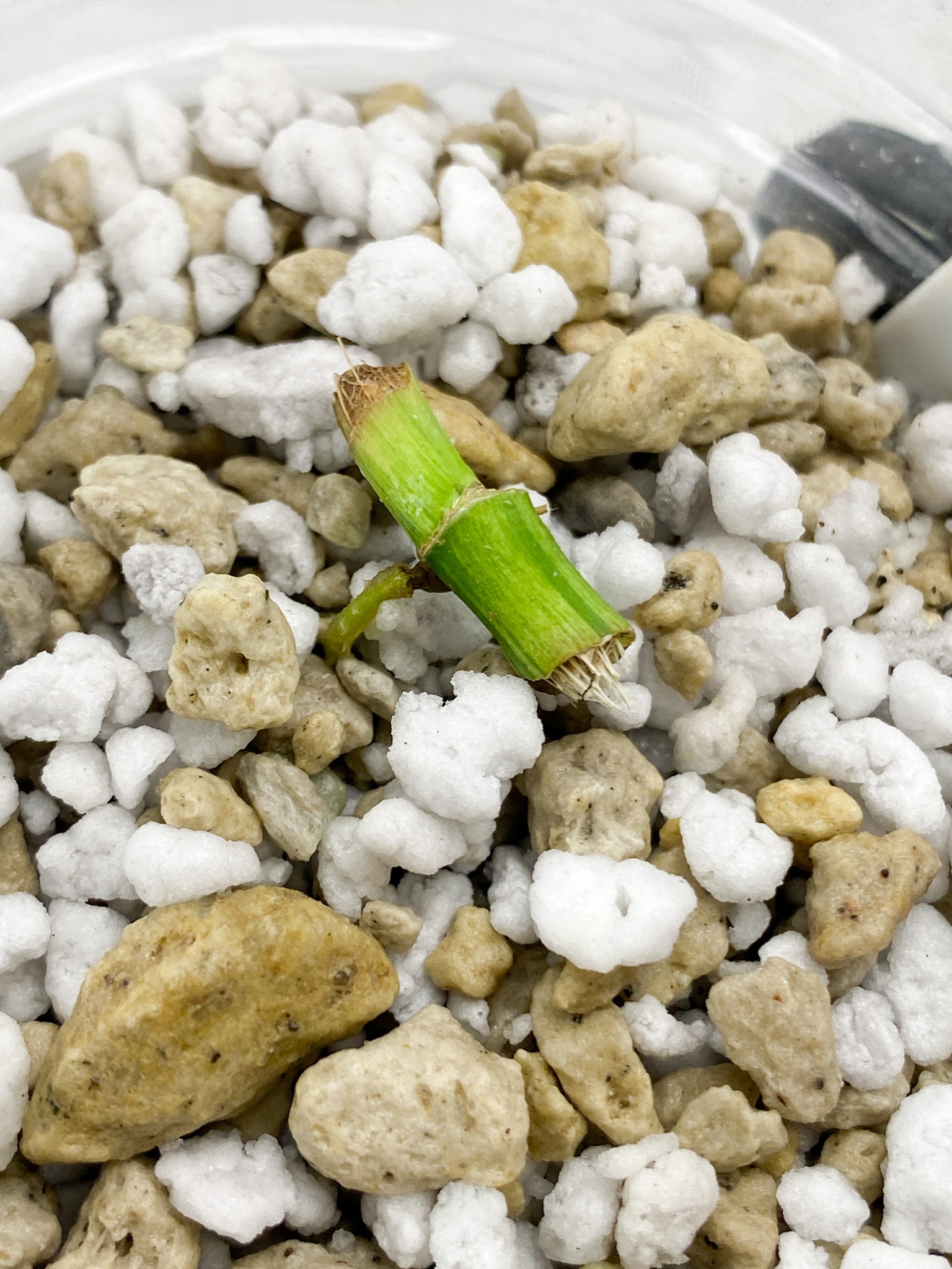 Rhaphidophora Puberula variegated slightly rooted node