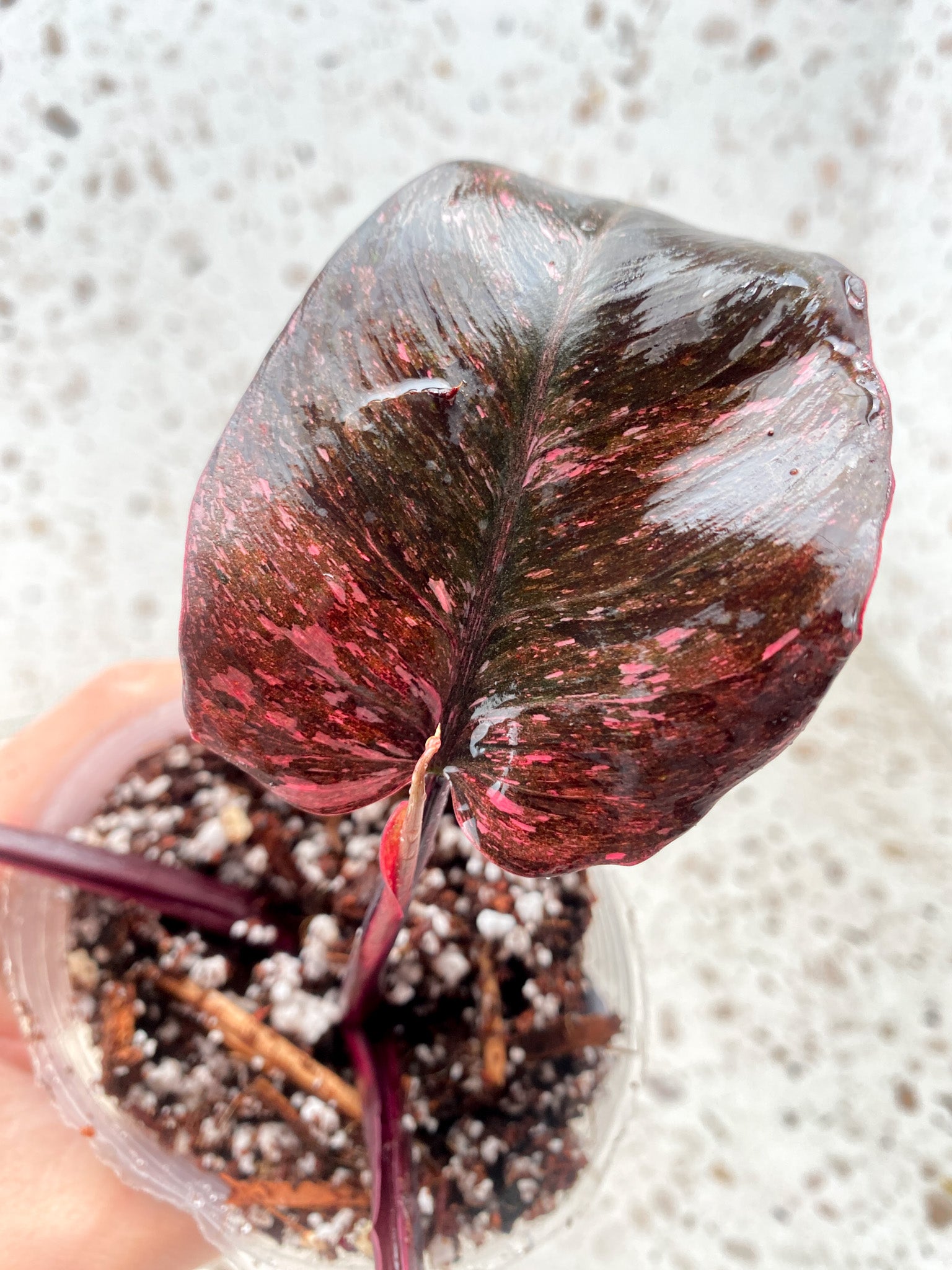 Philodendron Pink Princess Marble Galaxy 3 leaves 1 shoot about to unfurl top cutting (slightly rooted)