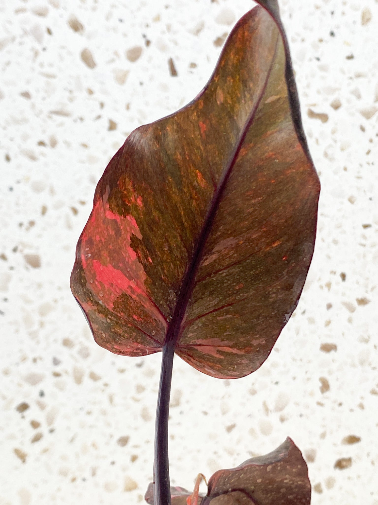 Philodendron Pink Princess Marble Galaxy 3 leaves 1 shoot about to unfurl top cutting (slightly rooted)