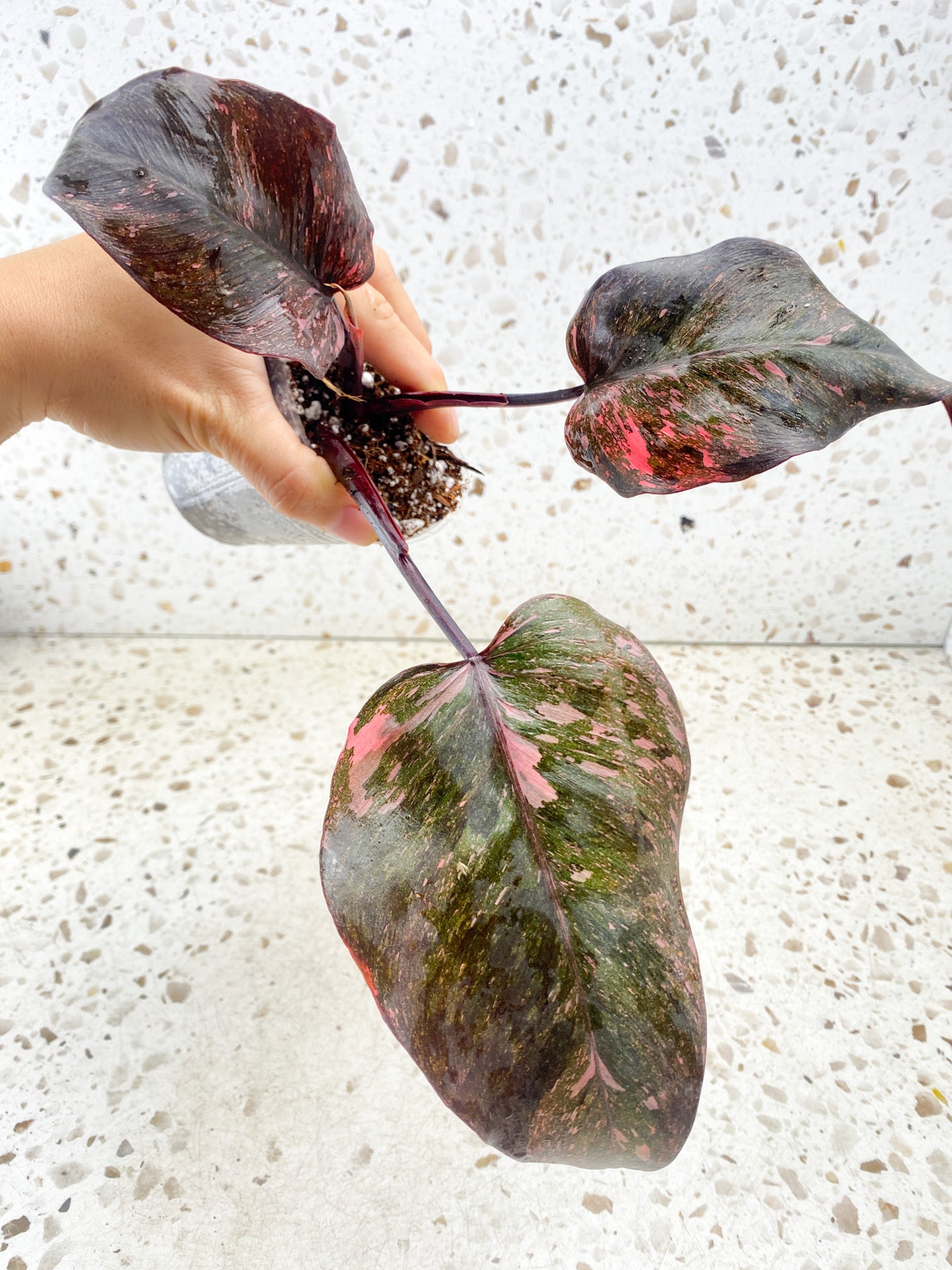 Philodendron Pink Princess Marble Galaxy 3 leaves 1 shoot about to unfurl top cutting (slightly rooted)