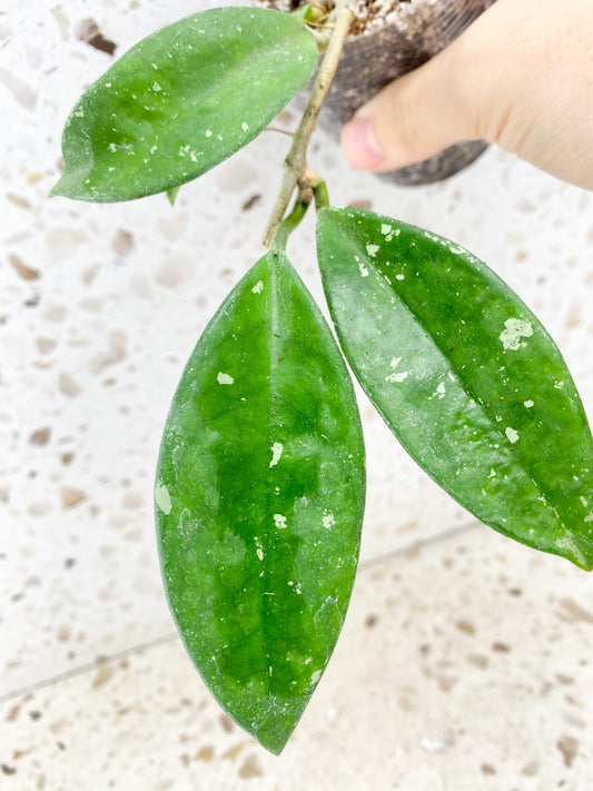Hoya Ah-074 5 leaves (rooting)