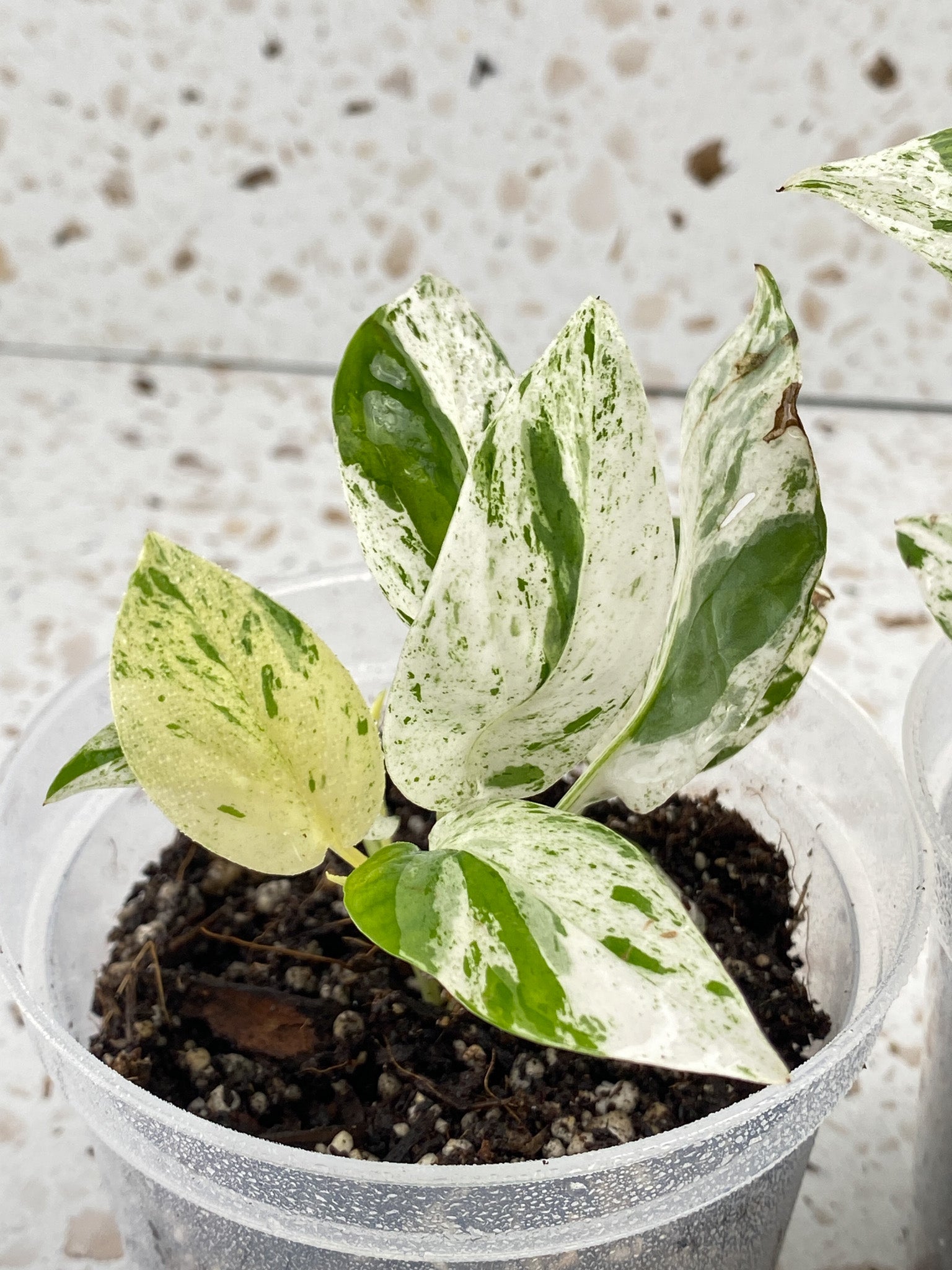Epipremnum Marble starter plant (Grower's Choice)