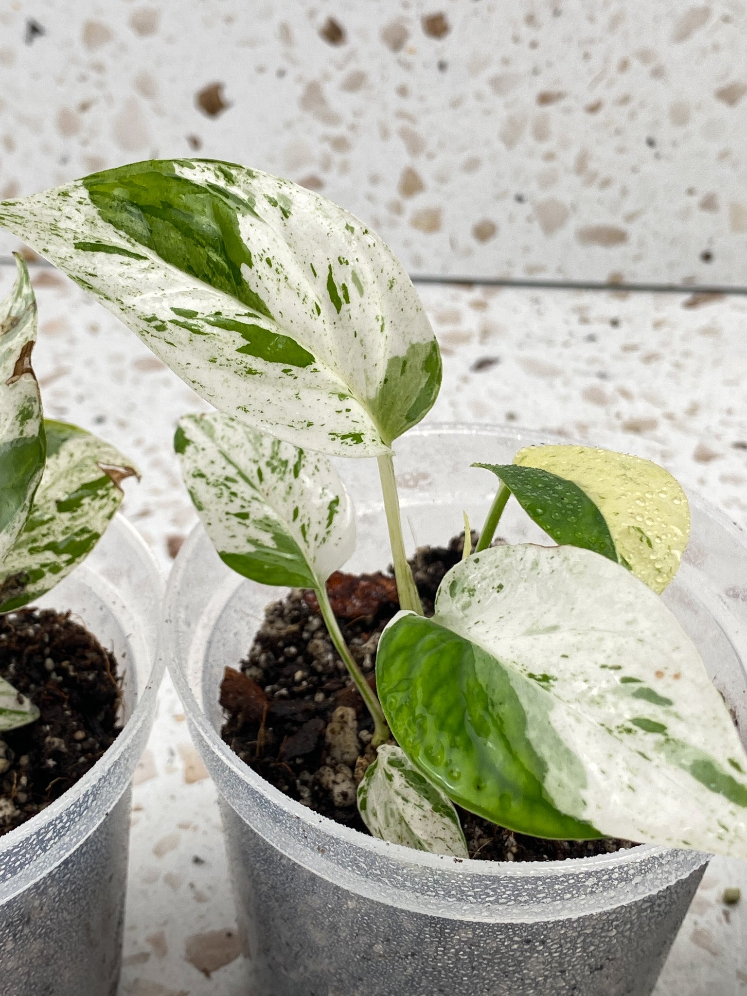 Epipremnum Marble starter plant (Grower's Choice)