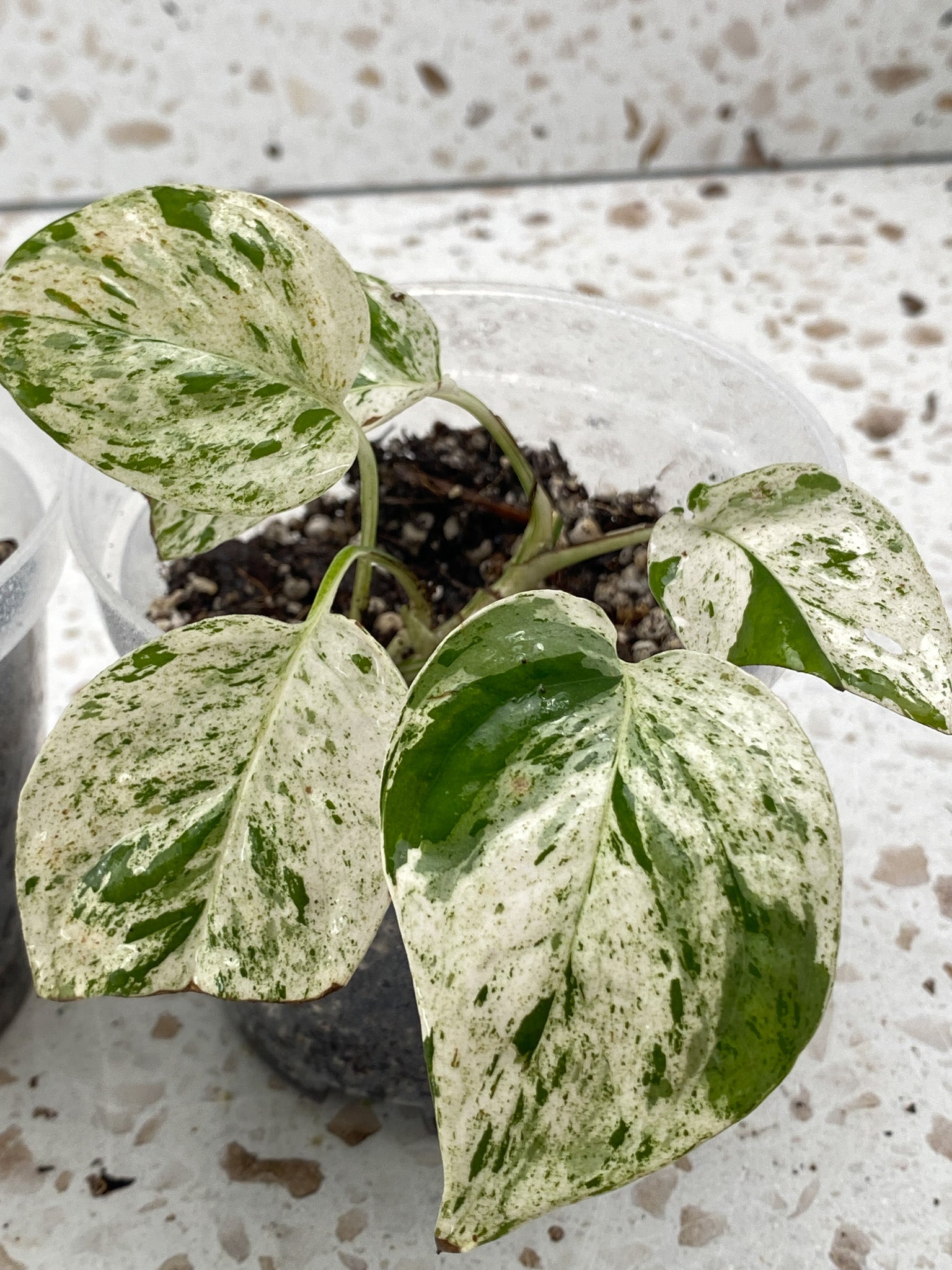 Epipremnum Marble starter plant (Grower's Choice)