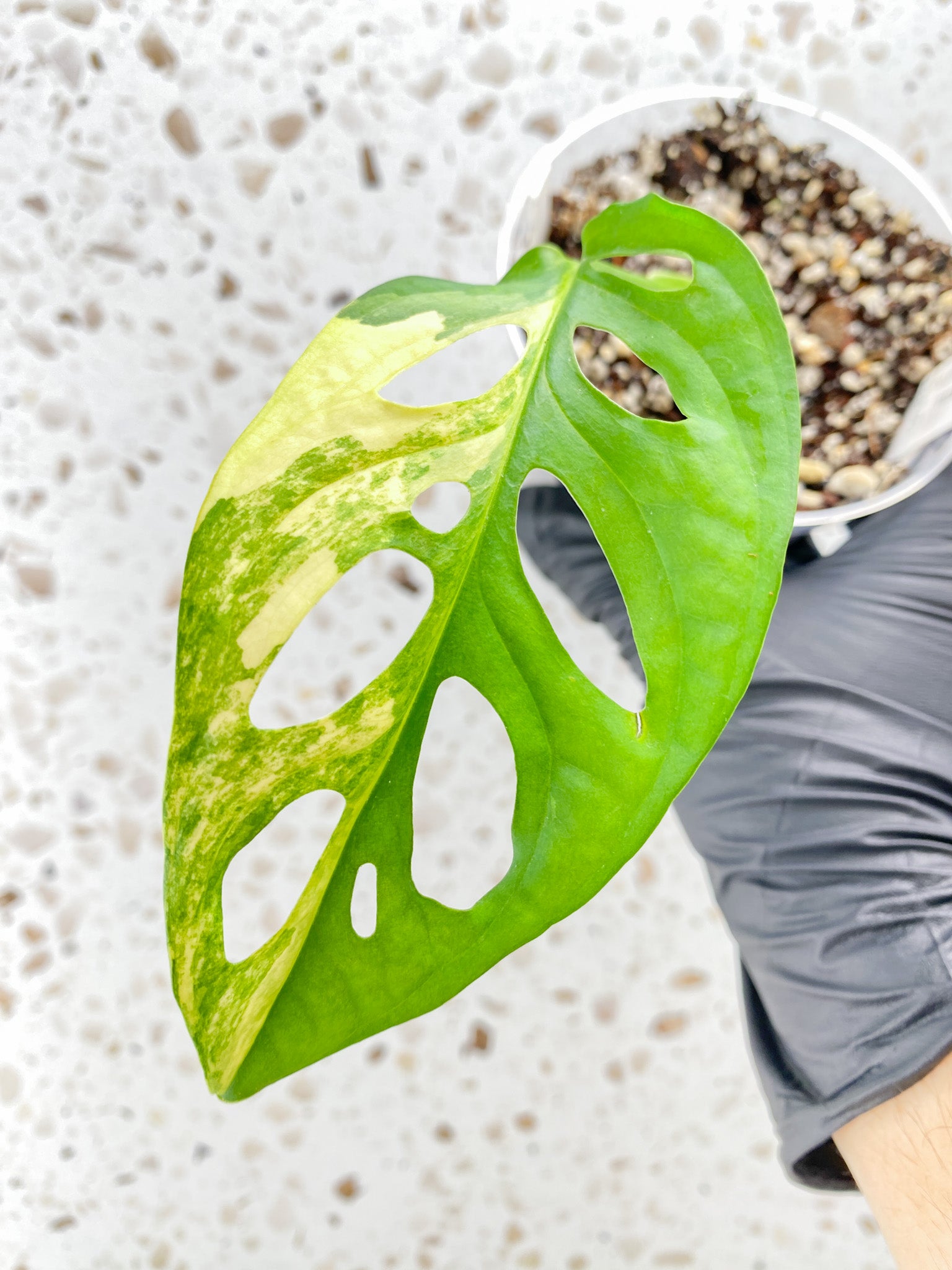 Monstera Adansonii Aurea 1 leaf with sprout