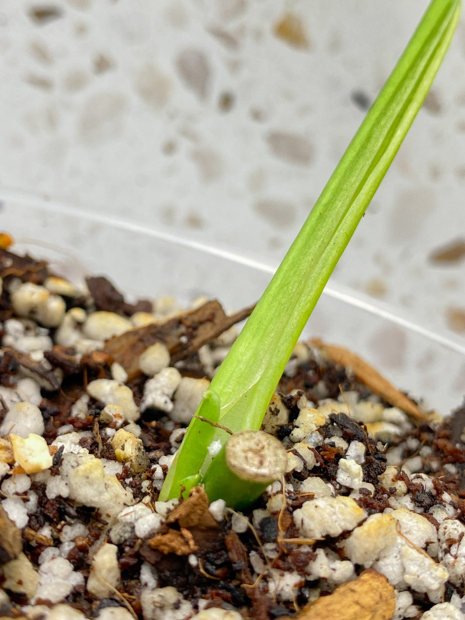 Monstera Adansonii Aurea 1 leaf with sprout