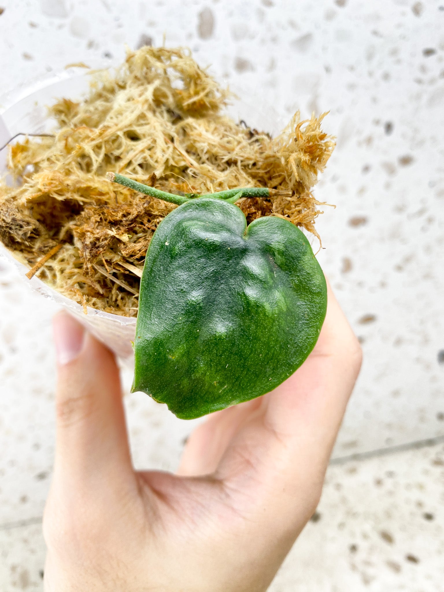 Scindapsus Black Mamba 1 leaf with sprout (rooting)