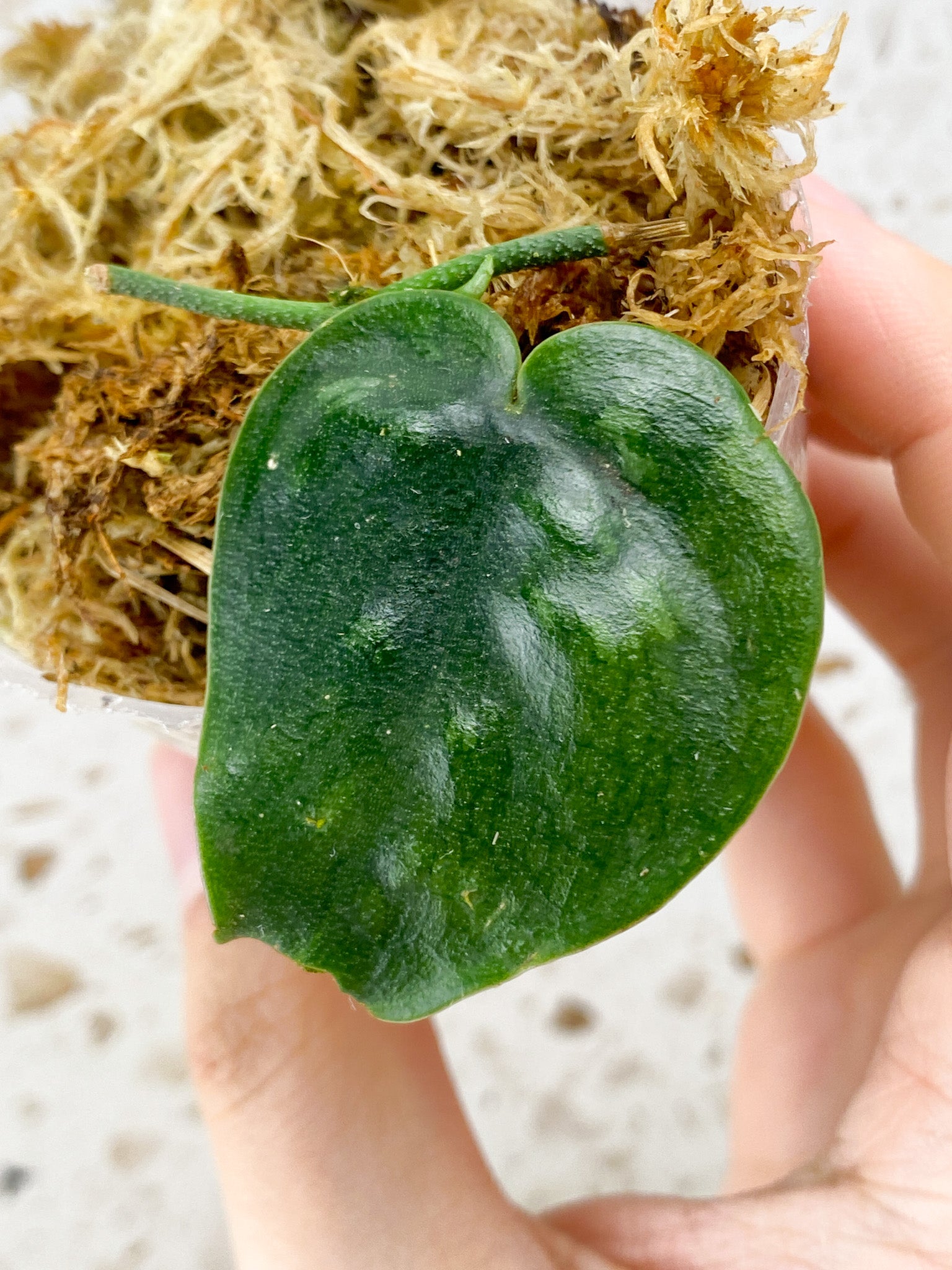 Scindapsus Black Mamba 1 leaf with sprout (rooting)
