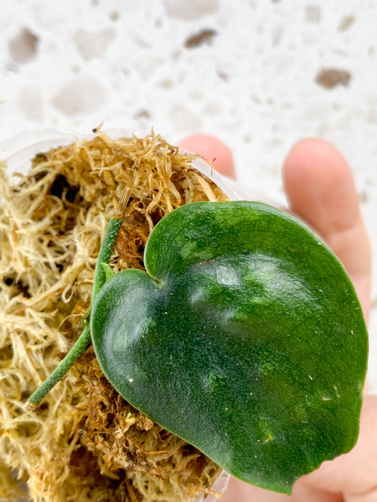 Scindapsus Black Mamba 1 leaf with sprout (rooting)