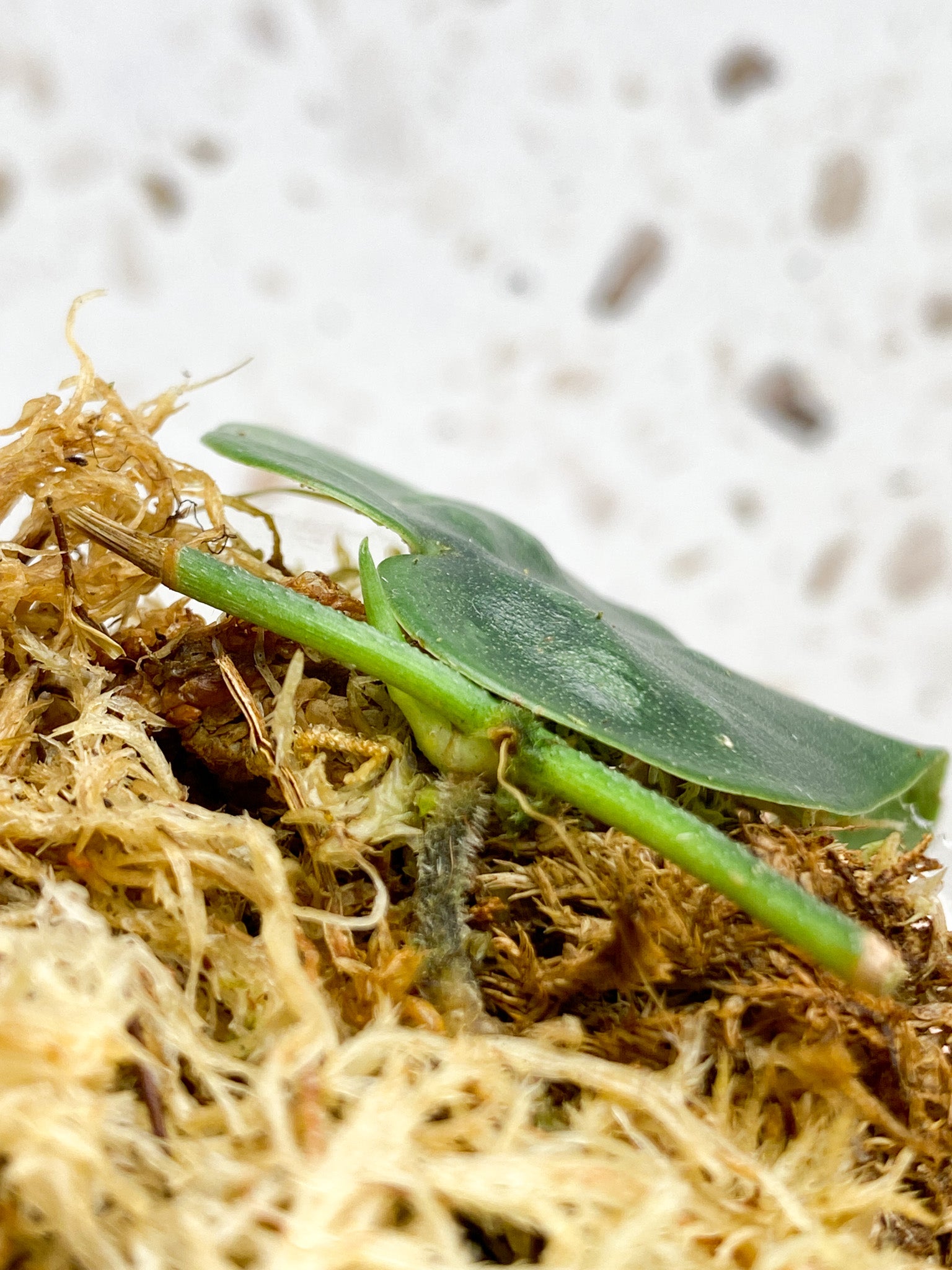 Scindapsus Black Mamba 1 leaf with sprout (rooting)