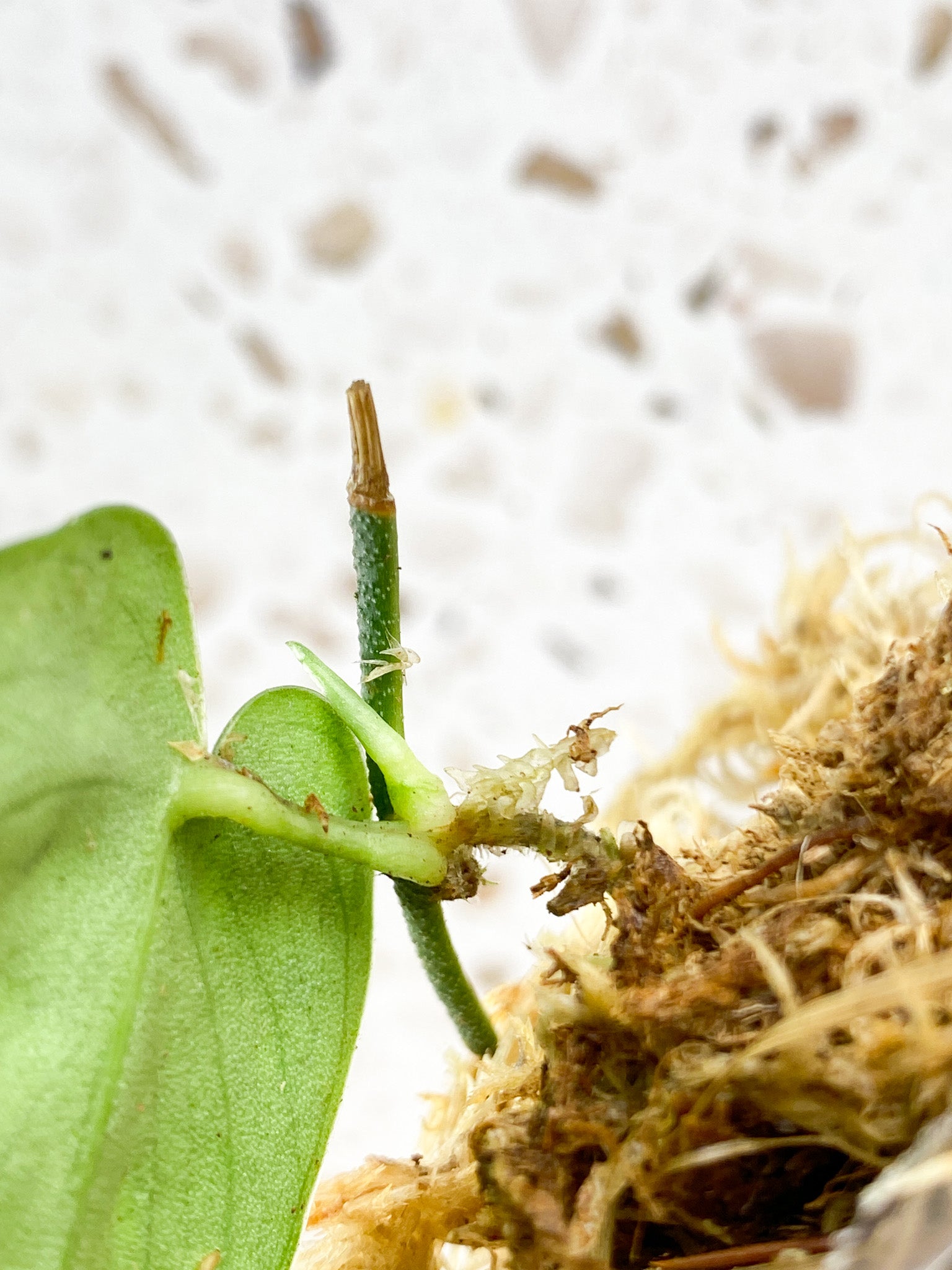 Scindapsus Black Mamba 1 leaf with sprout (rooting)