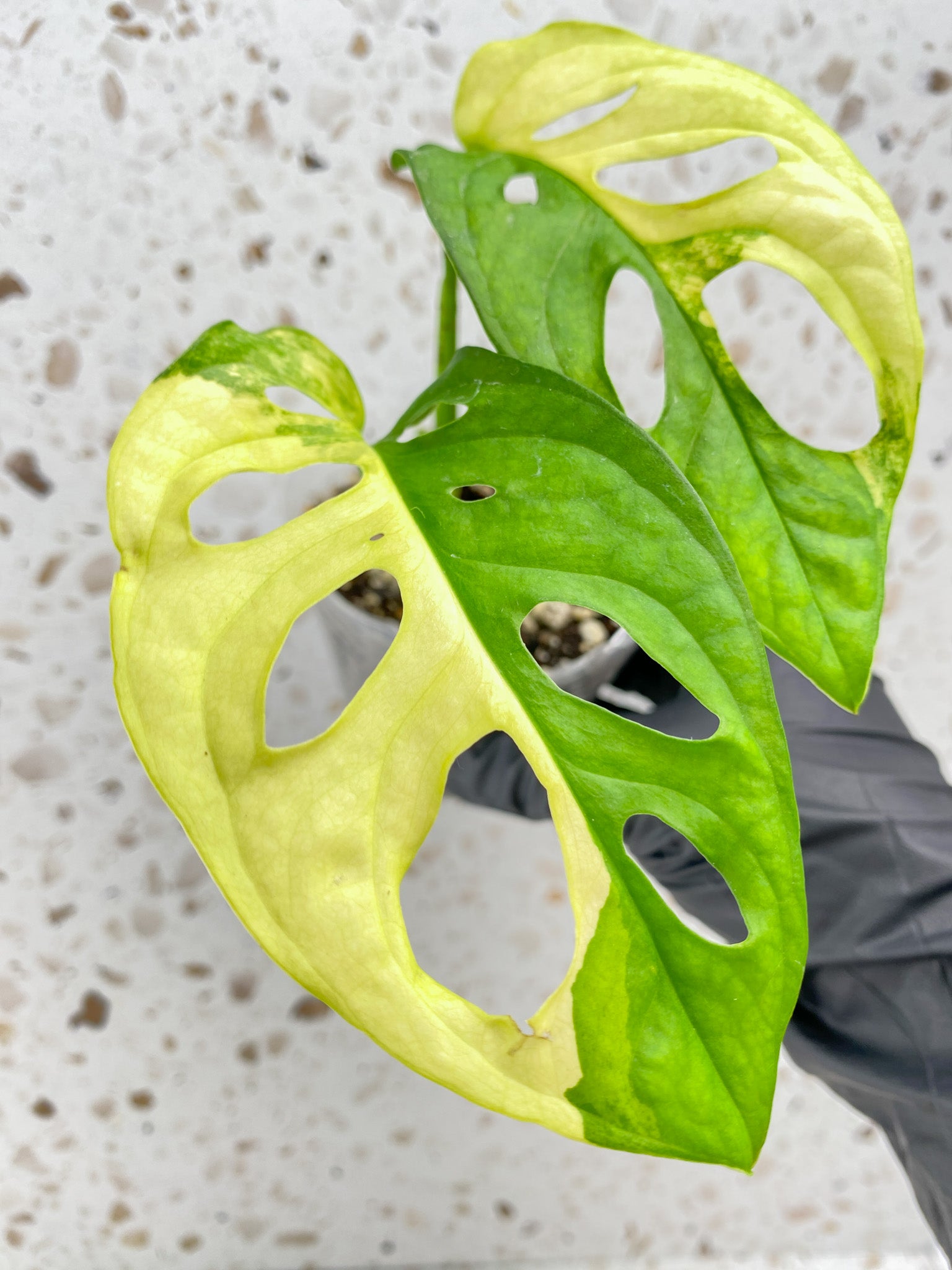 Monstera Adansonii Aurea 2 leaves with sprout