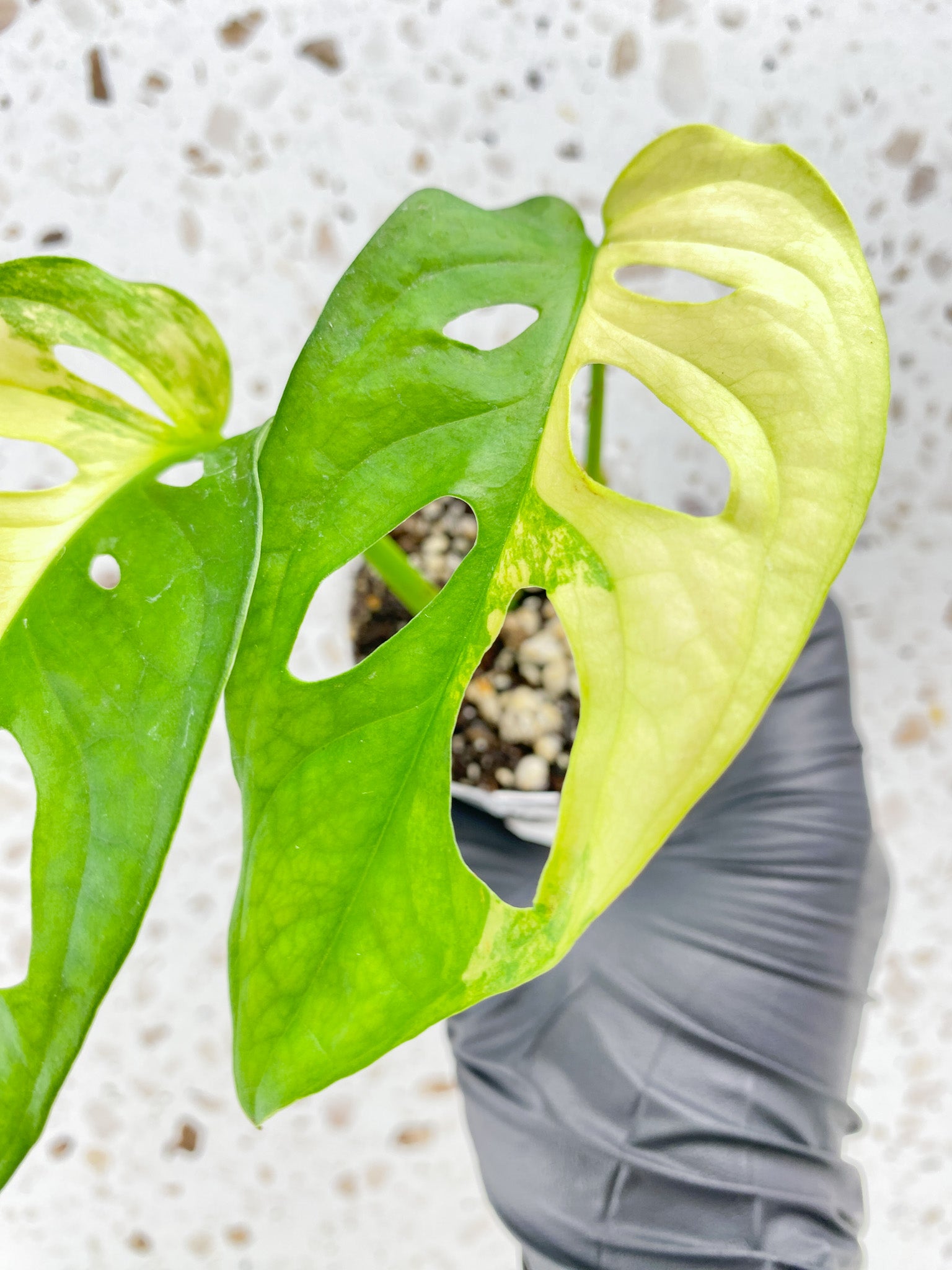 Monstera Adansonii Aurea 2 leaves with sprout