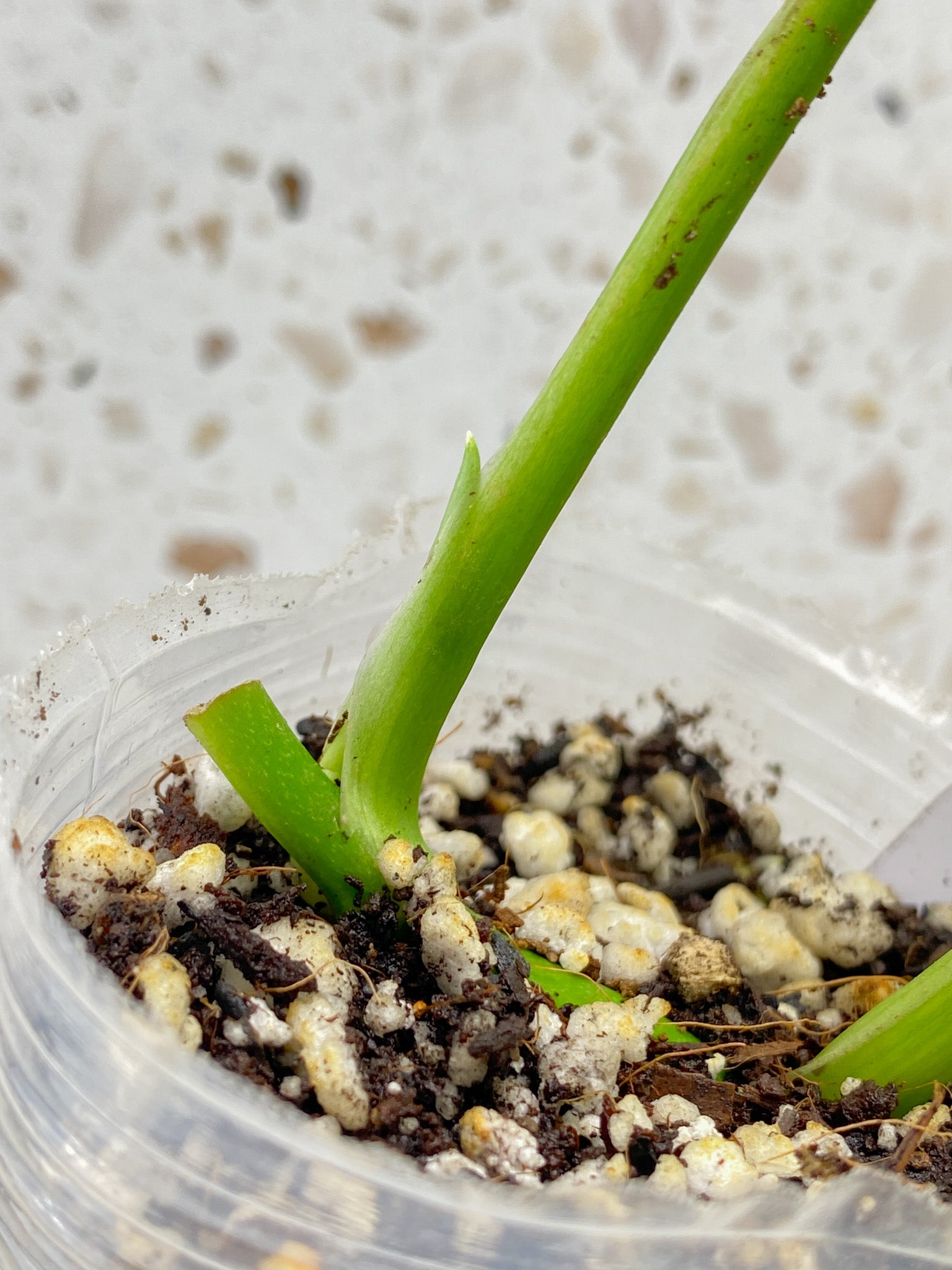 Monstera Adansonii Aurea 2 leaves with sprout