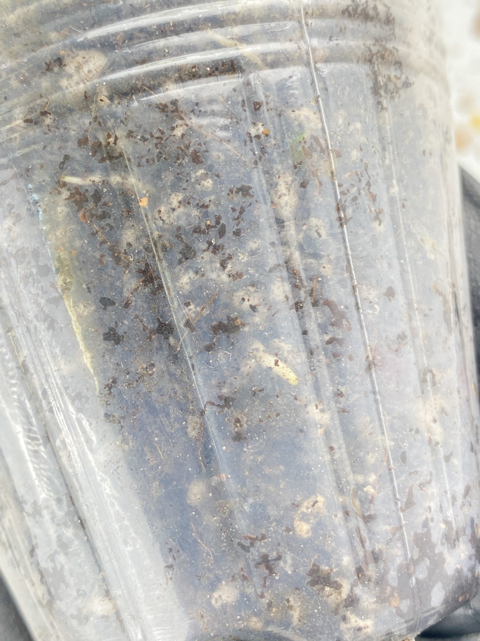 Monstera Adansonii Aurea 2 leaves with sprout