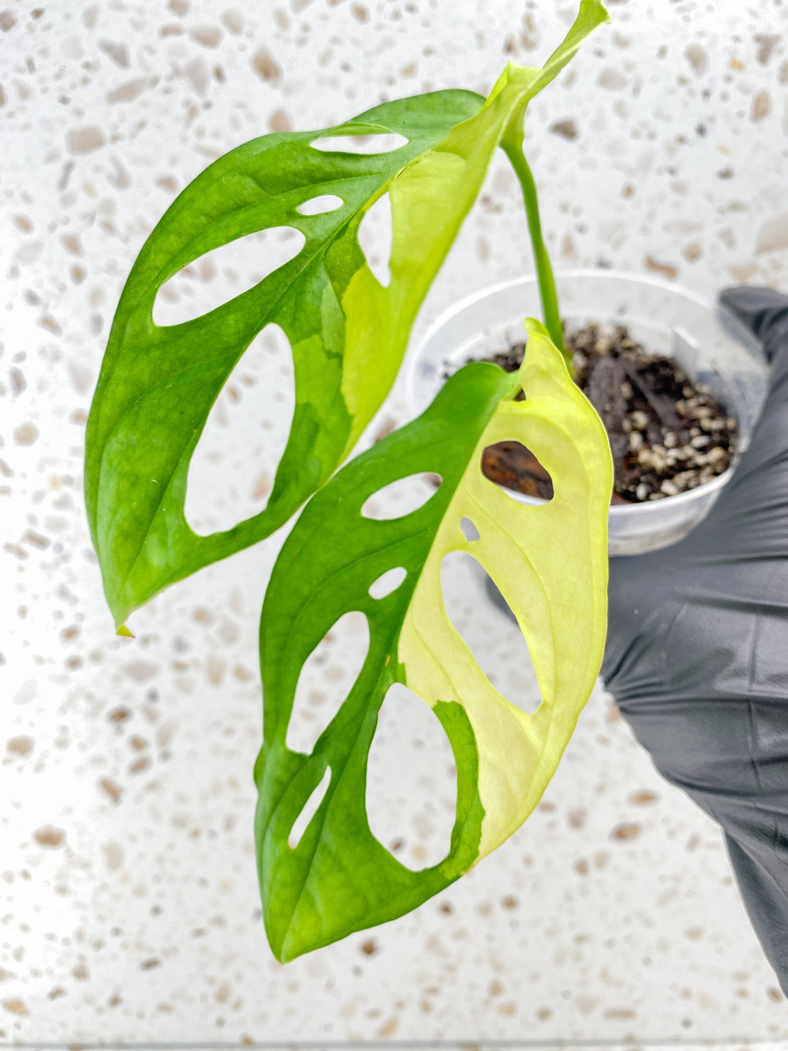 Monstera Adansonii Aurea 2 leaves