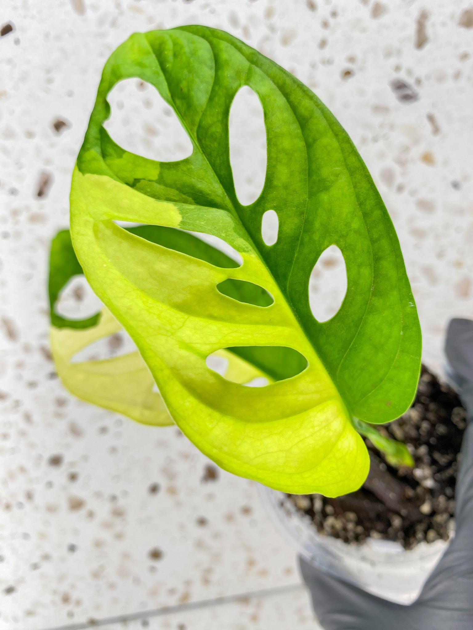 Monstera Adansonii Aurea 2 leaves