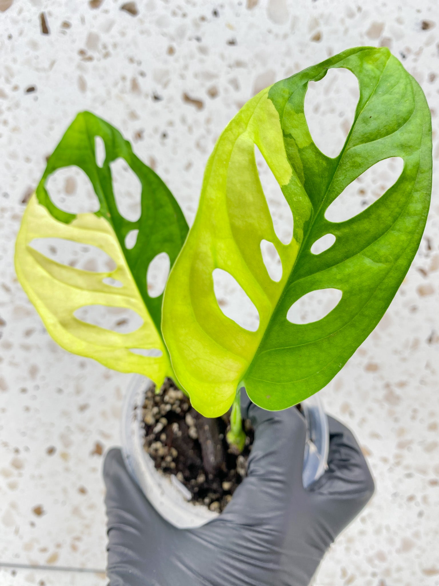 Monstera Adansonii Aurea 2 leaves