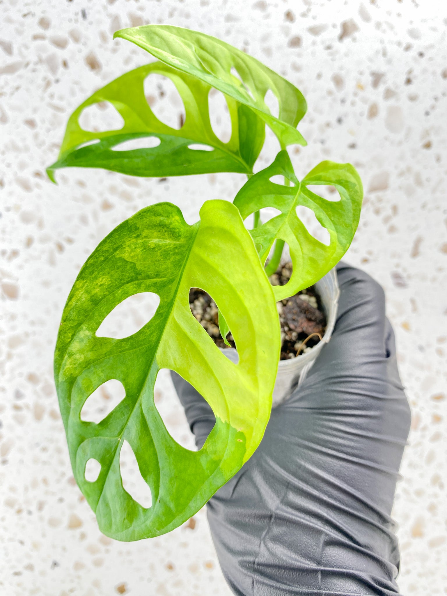 Monstera Adansonii Aurea 4 leaf top cutting