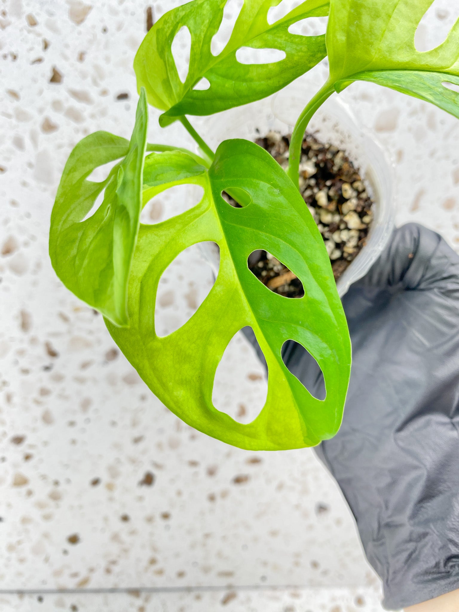 Monstera Adansonii Aurea 4 leaf top cutting