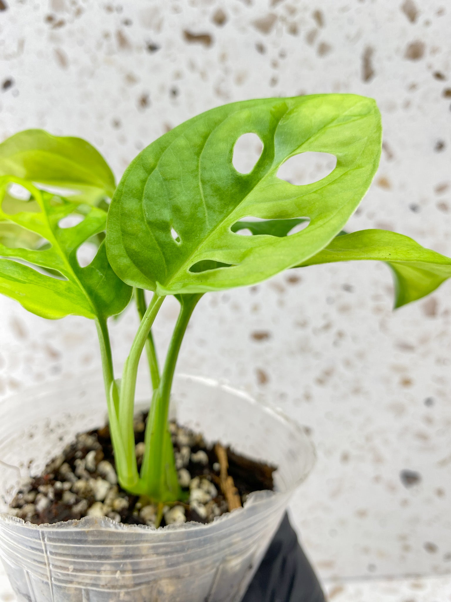 Monstera Adansonii Aurea 4 leaf top cutting
