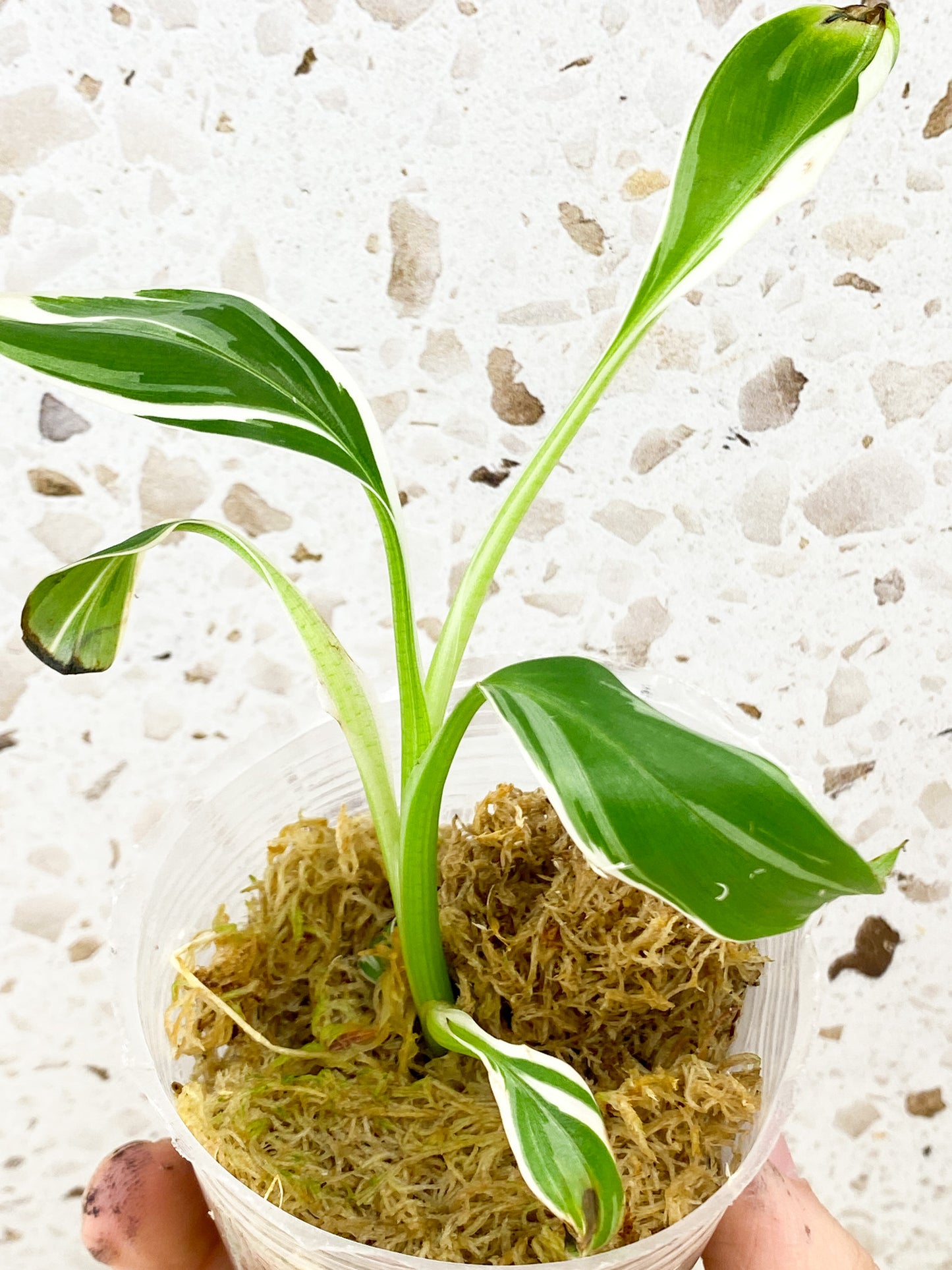 Musa Florida (white variegated banana) baby plant