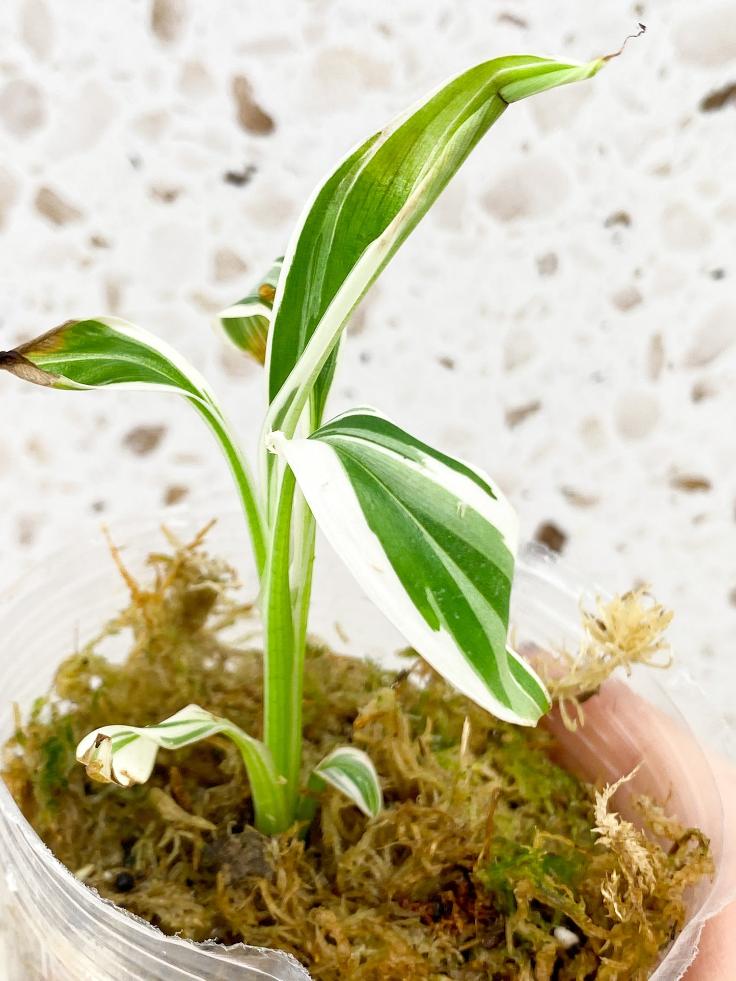 Musa Florida (white variegated banana) baby plant