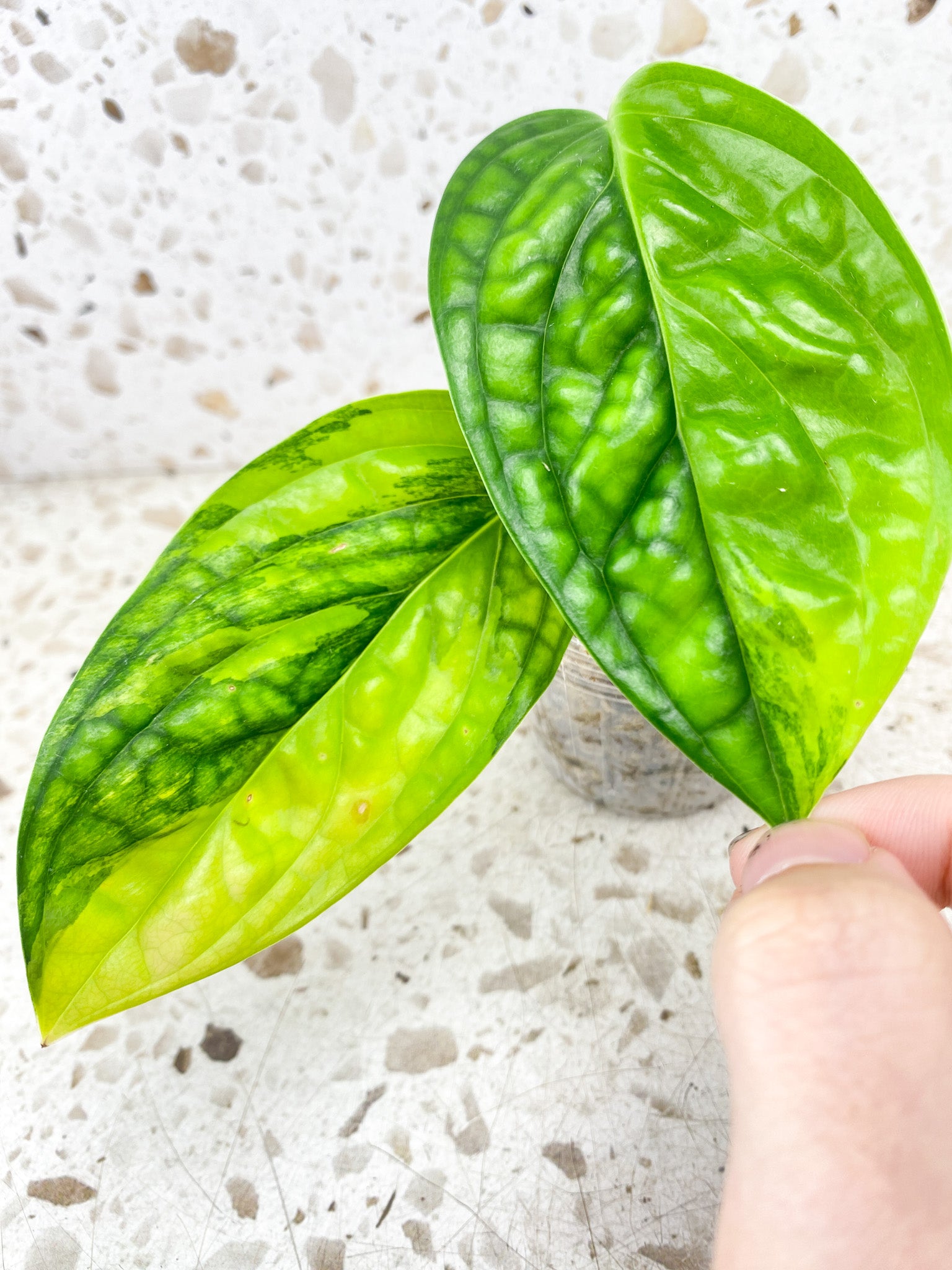 Monstera Peru Variegated 2 leaf top cutting (rooting)