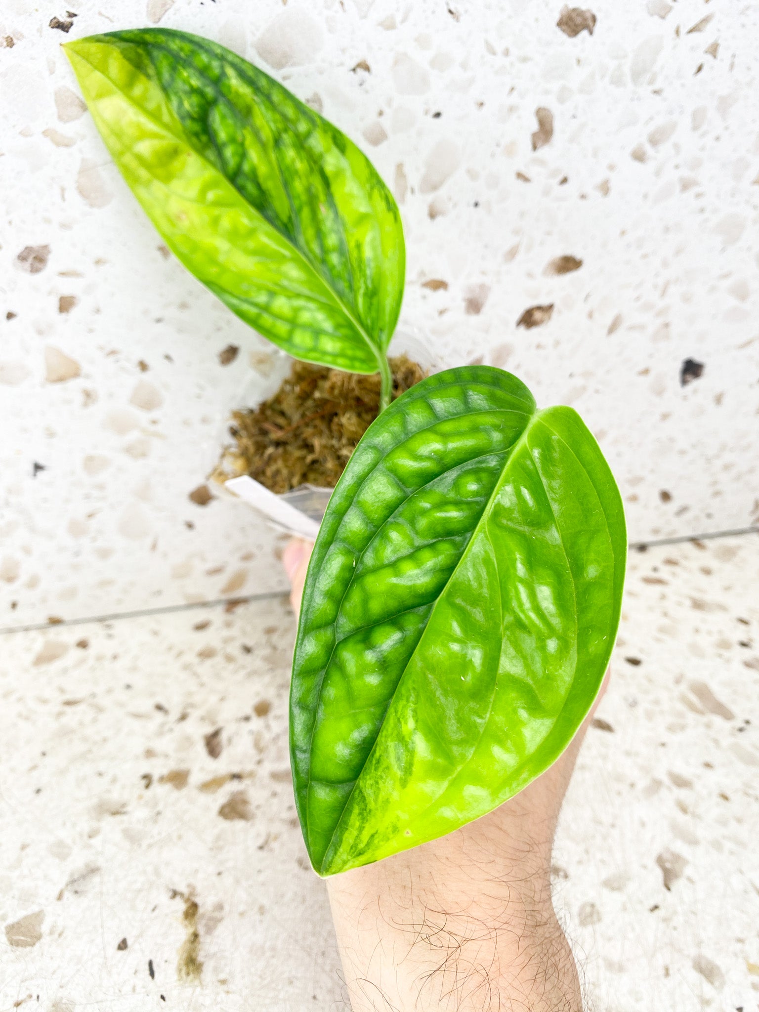 Monstera Peru Variegated 2 leaf top cutting (rooting)