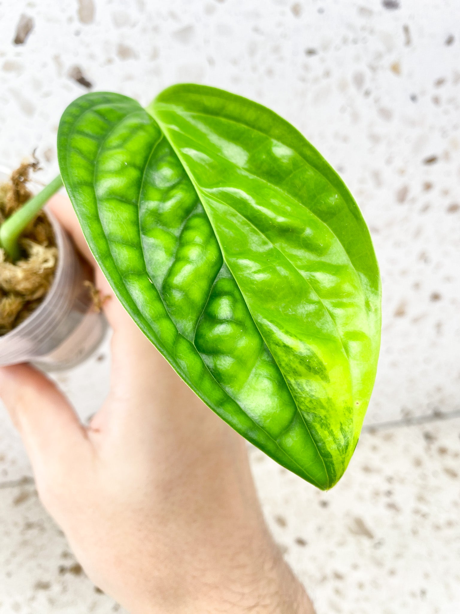 Monstera Peru Variegated 2 leaf top cutting (rooting)