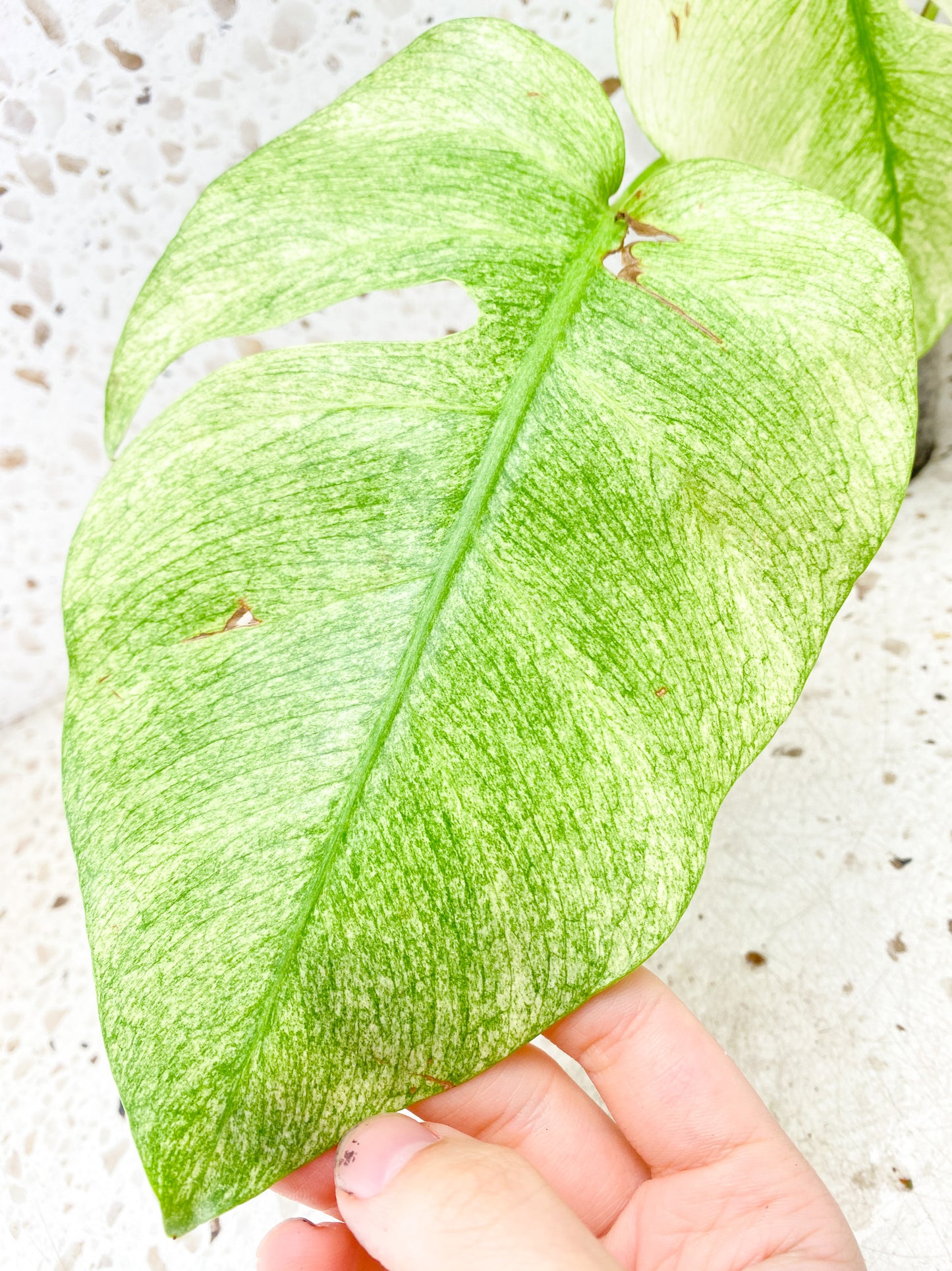Monstera Full Mint rooting node 1 growing bud