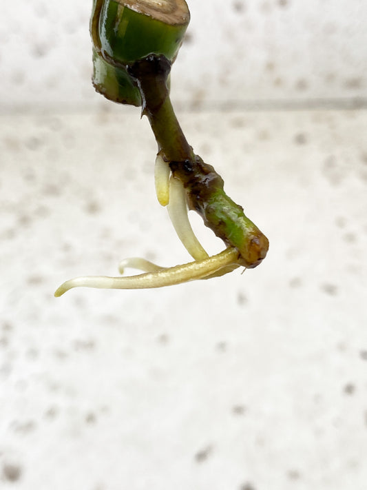 Monstera Mint Rooting 1 leaf 1 growing bud
