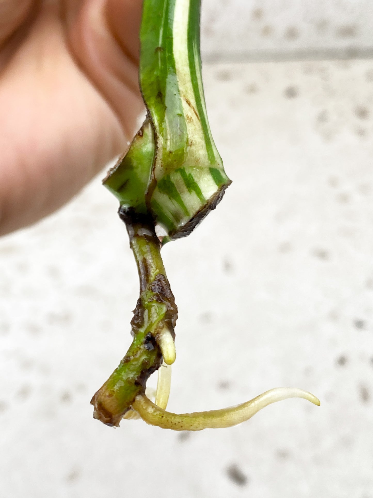 Monstera Mint Rooting 1 leaf 1 growing bud
