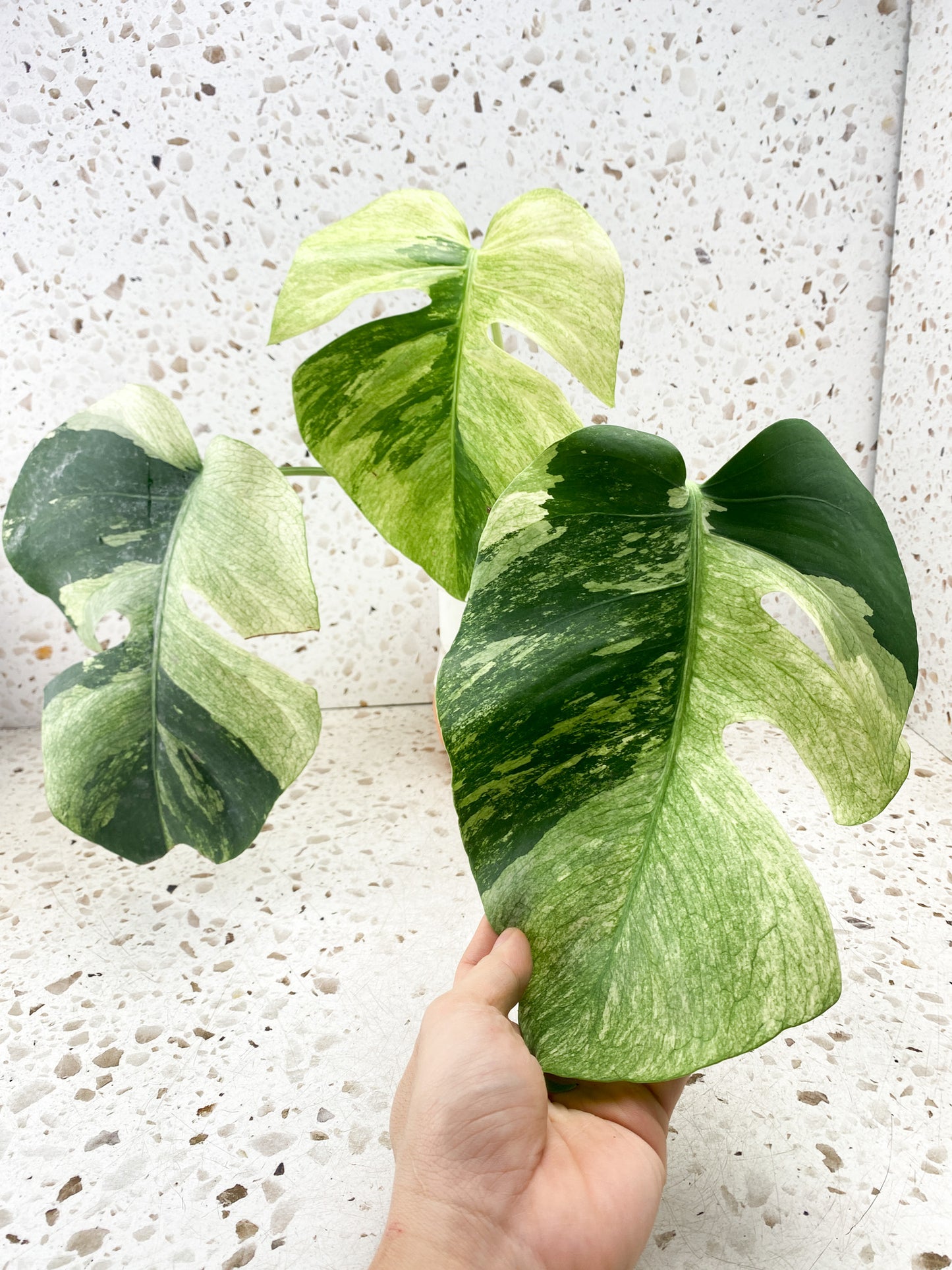 Mother plant: Monstera Mint 3 leaves Top Cutting Slightly Rooted