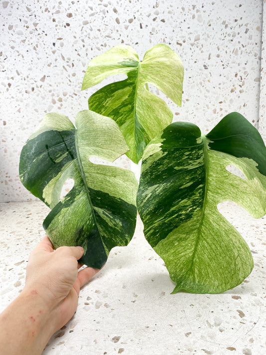 Mother plant: Monstera Mint 3 leaves Top Cutting Slightly Rooted